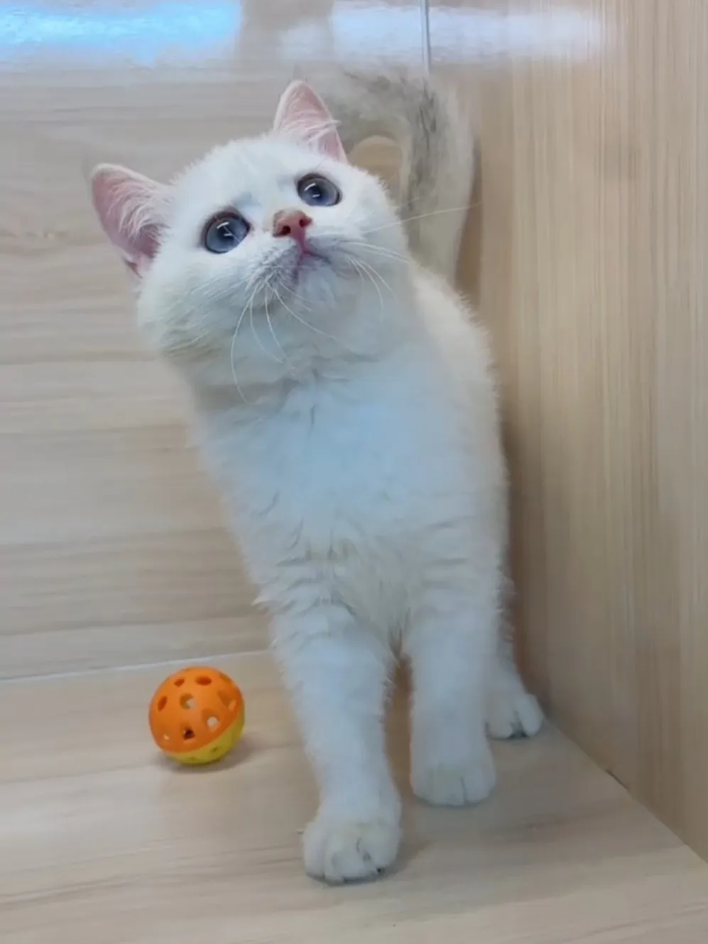 金點英短妹妹 (已找到家人)