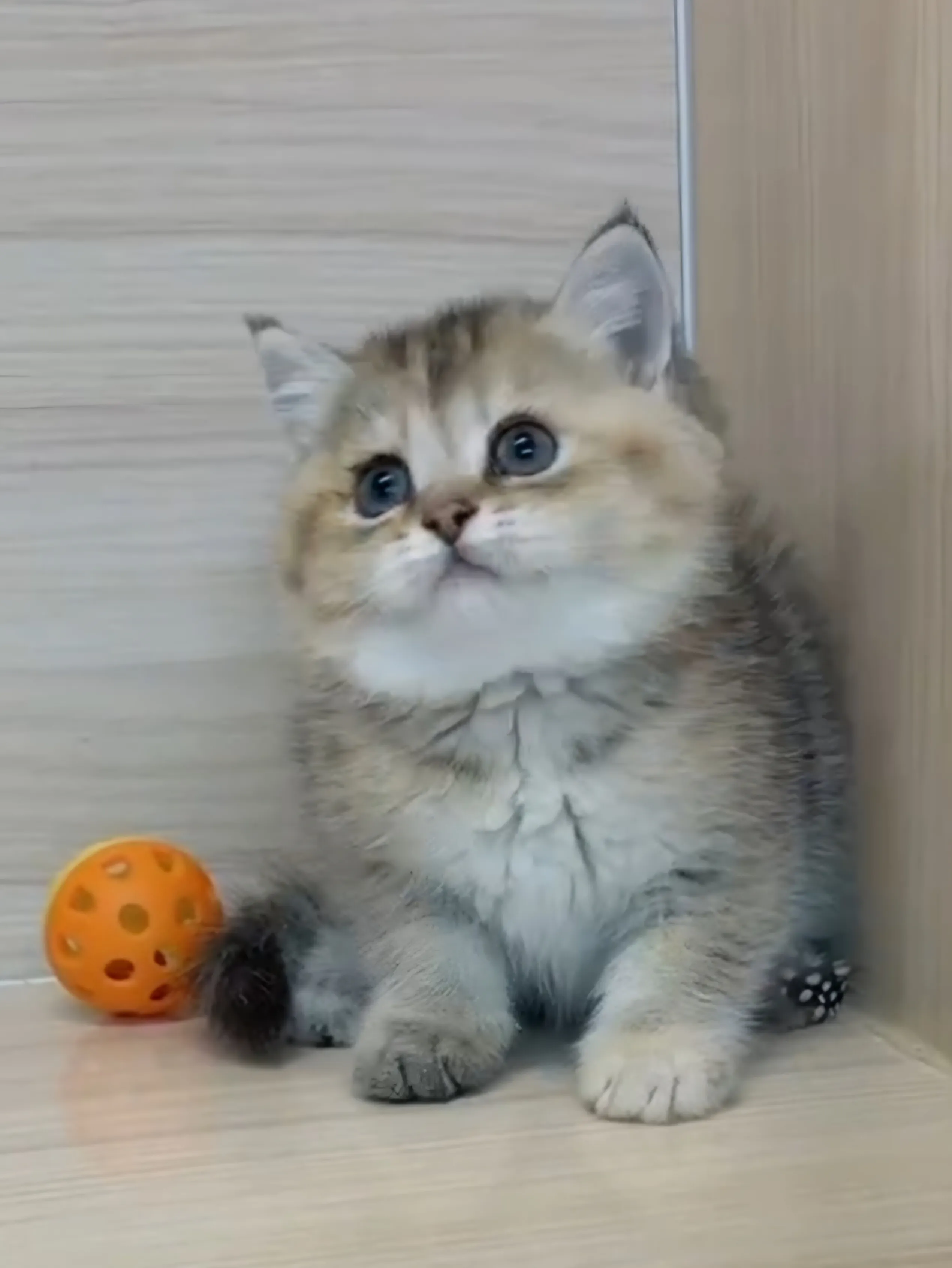 黑金漸層妹妹 (已找到家人) 