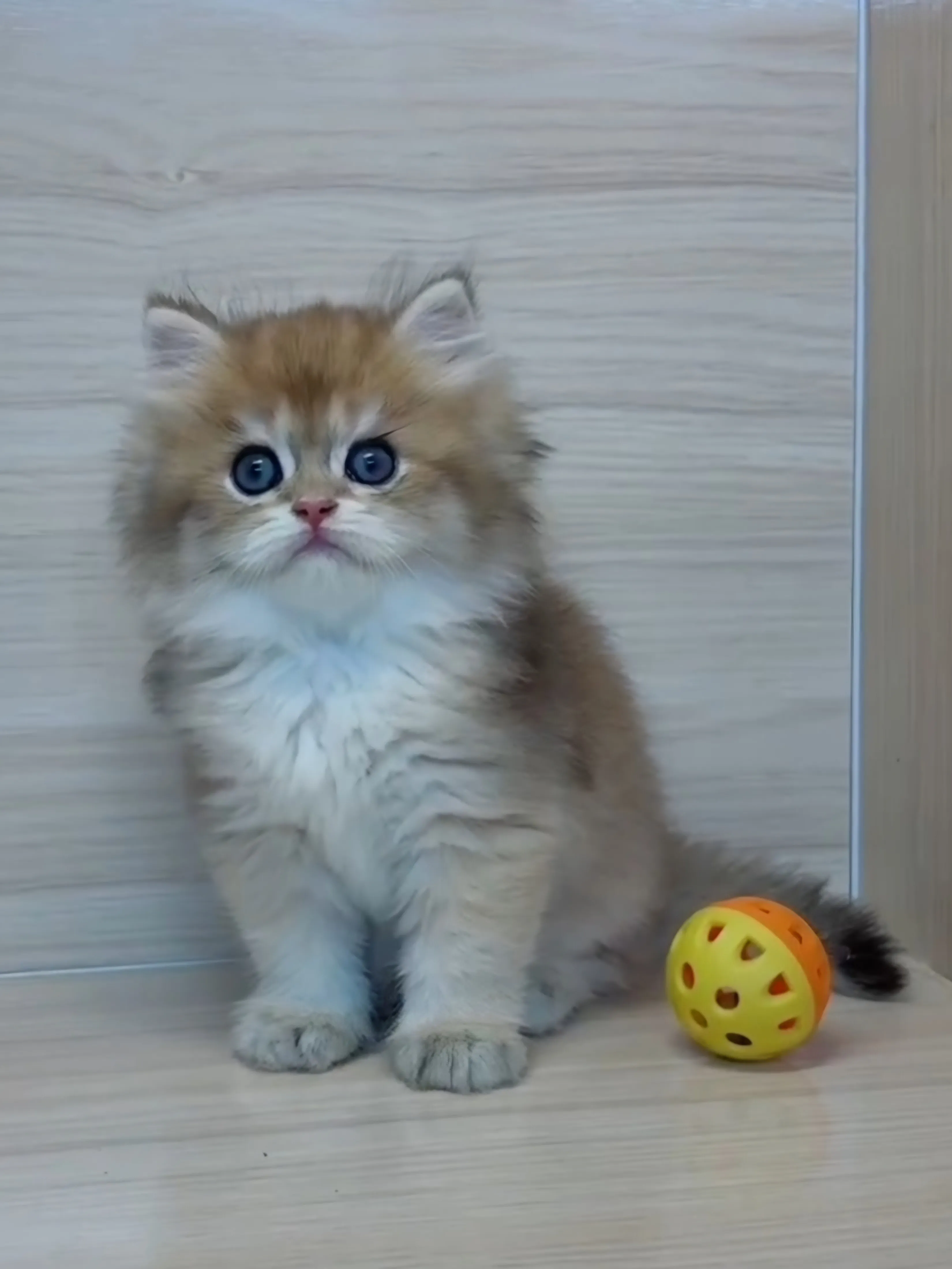 長毛金漸層弟弟 (已找到家人)