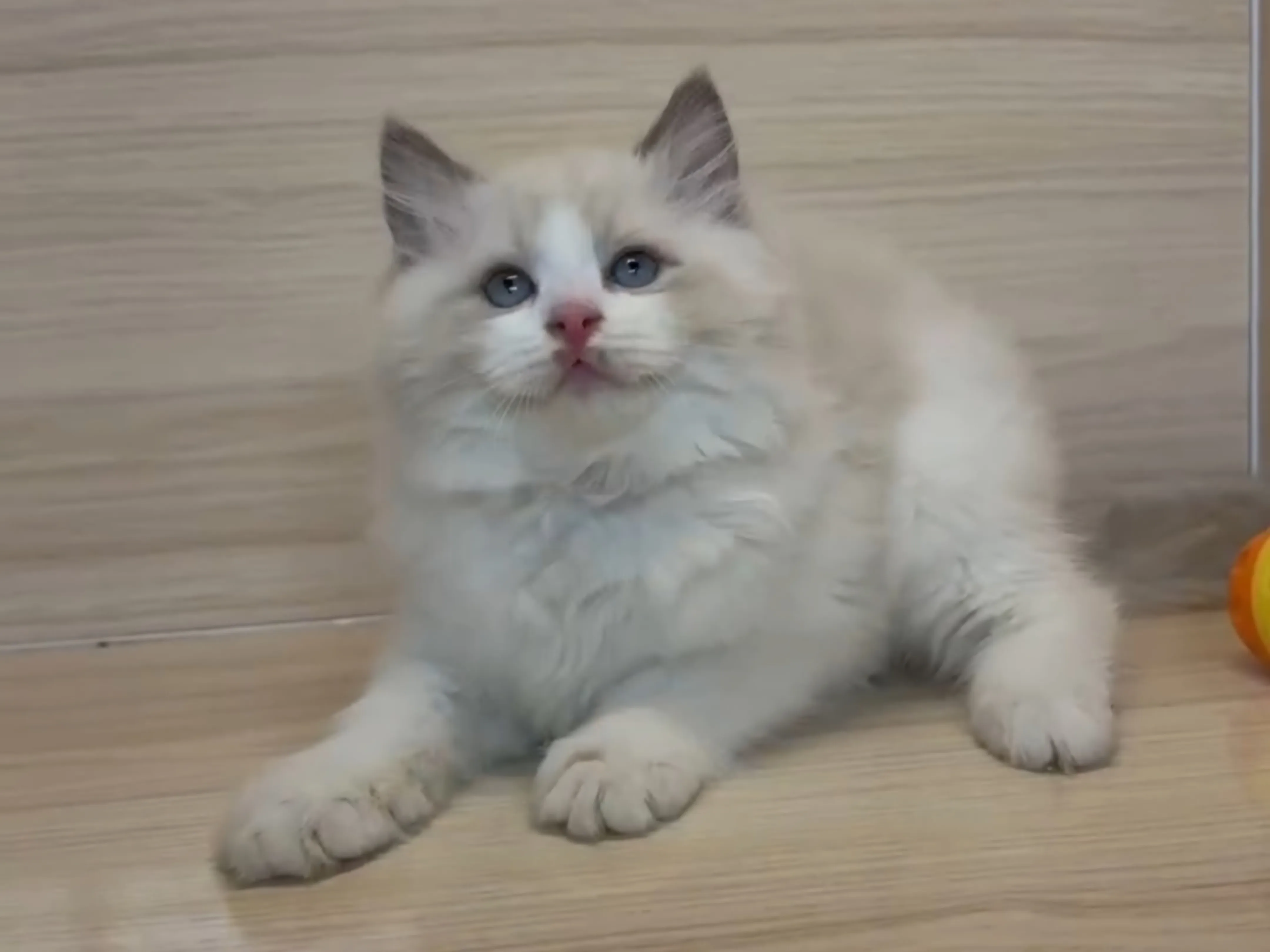 藍雙布偶弟弟 (已找到家人)