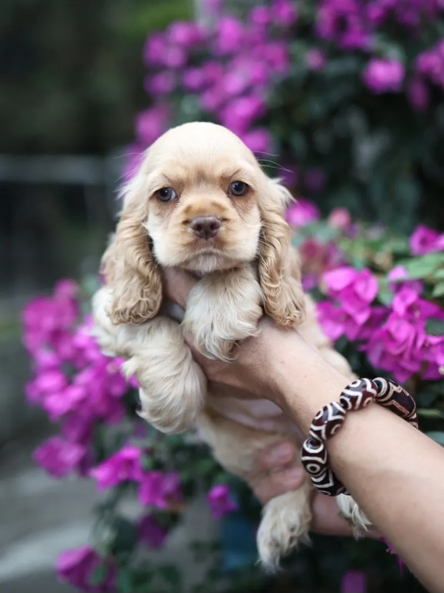 奶油美系可卡妹妹