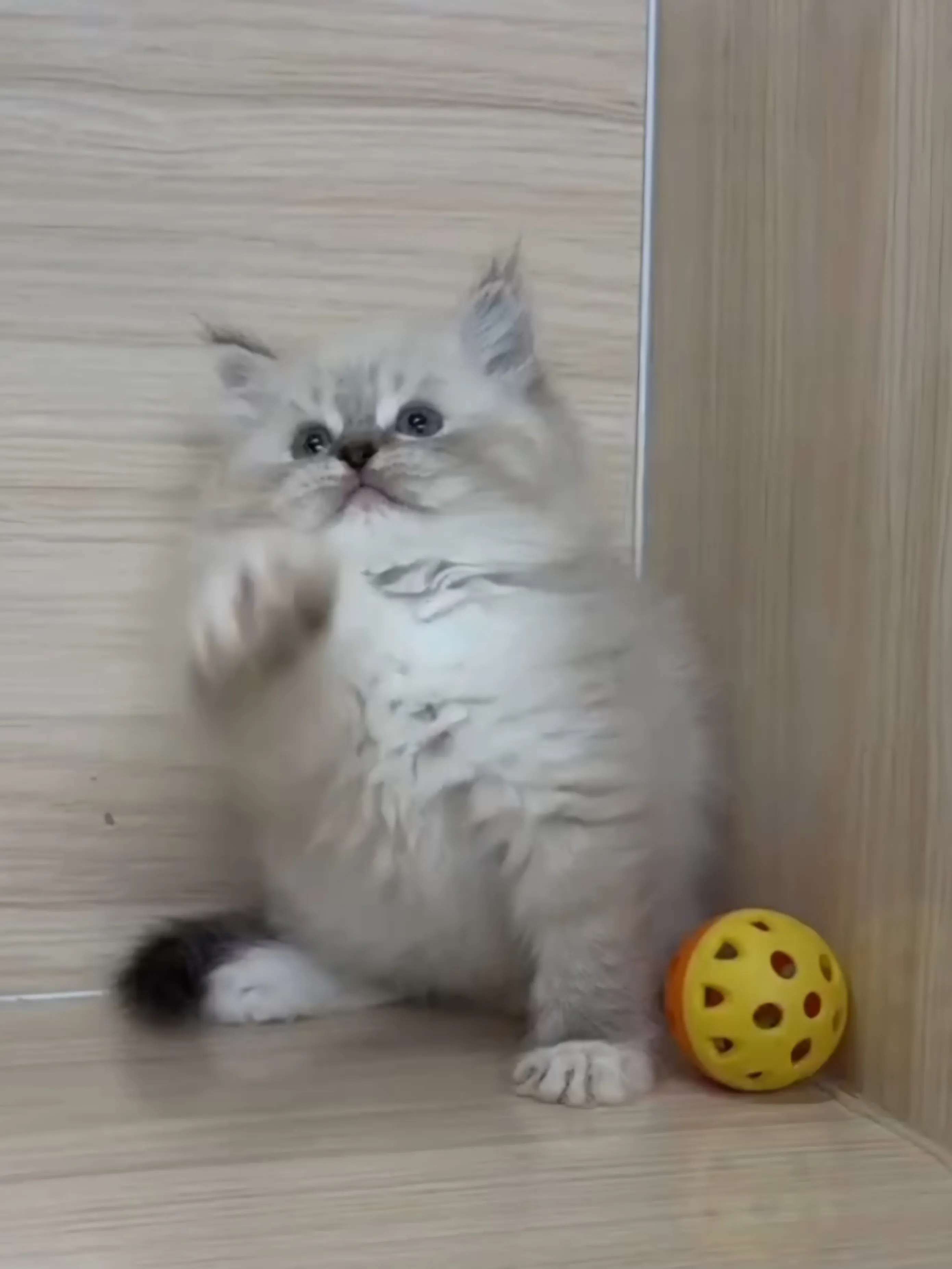 山貓紋英長弟弟