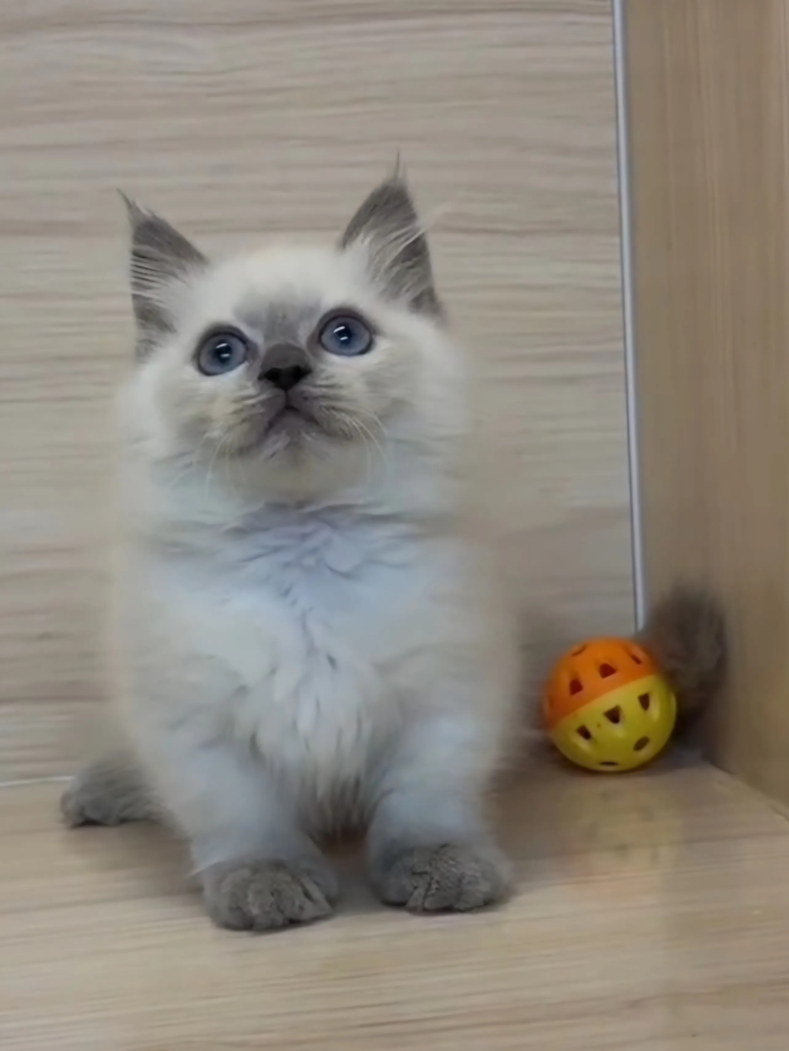 藍重點小部舞曲妹妹