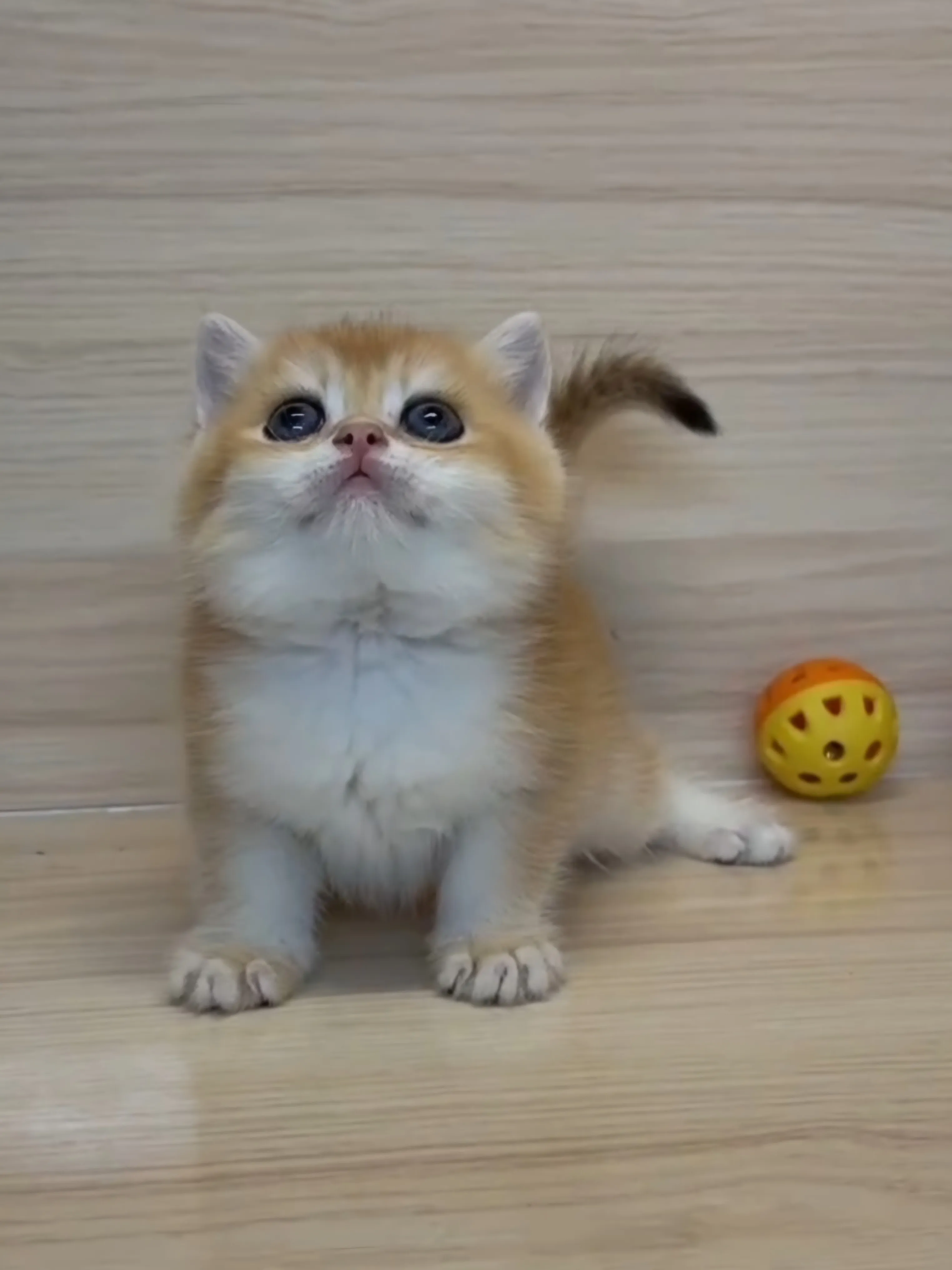 金漸層妹妹 (已找到家人)