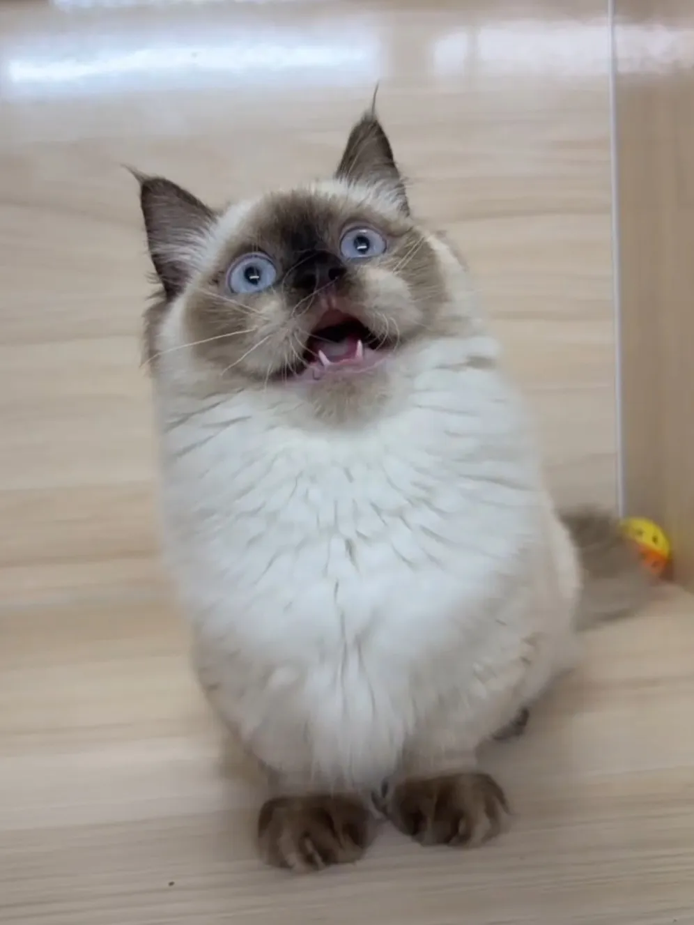 海豹重點小步舞曲妹妹