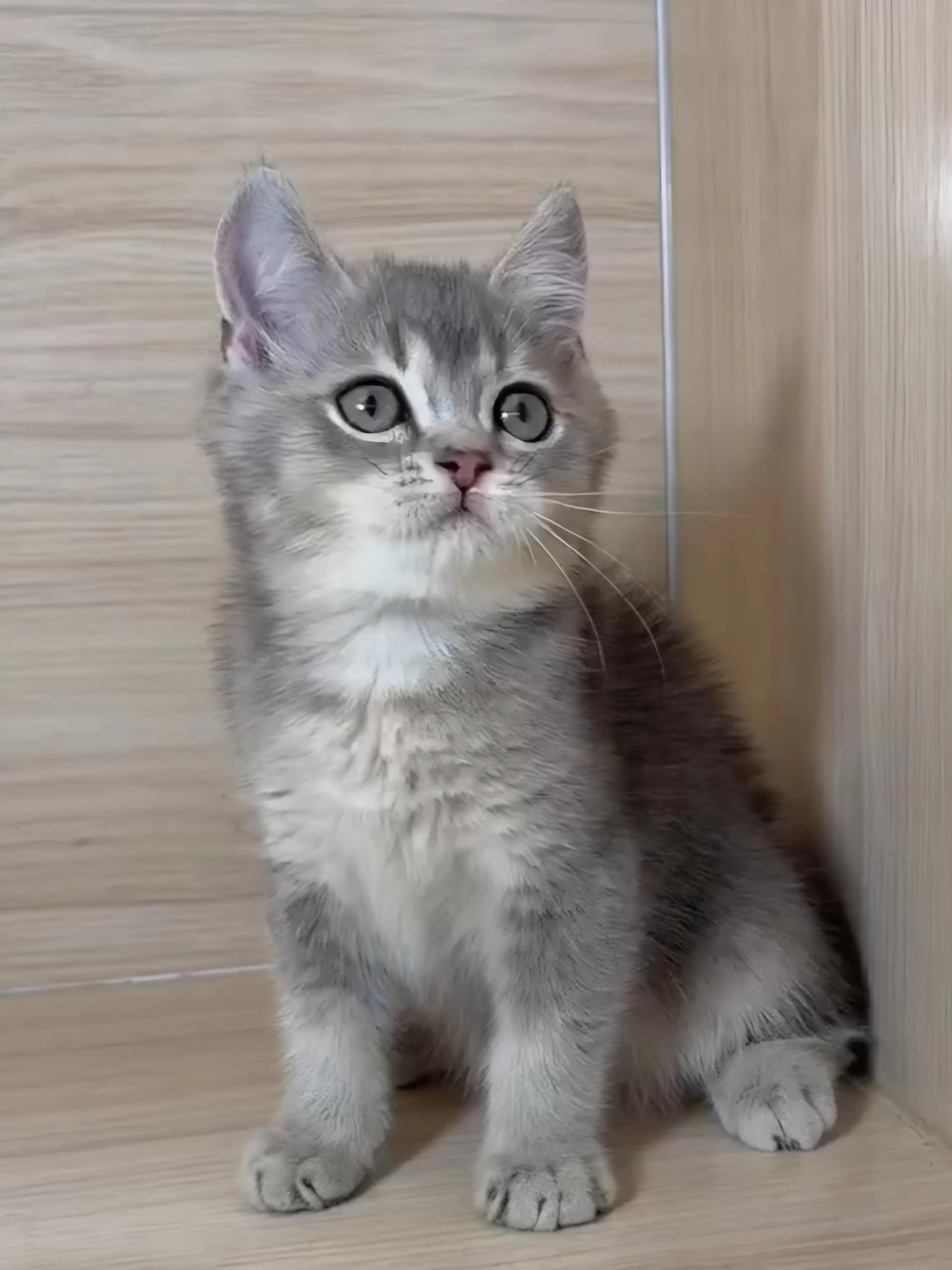 藍金英短弟弟