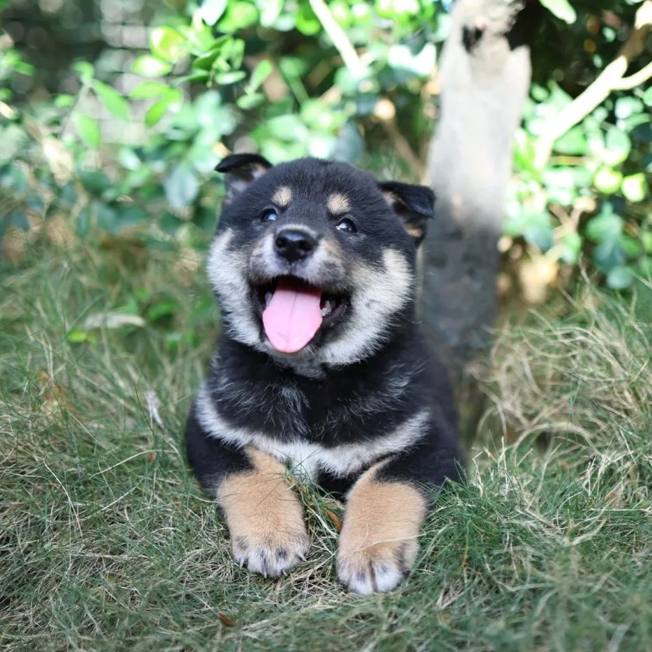 柴犬弟弟
