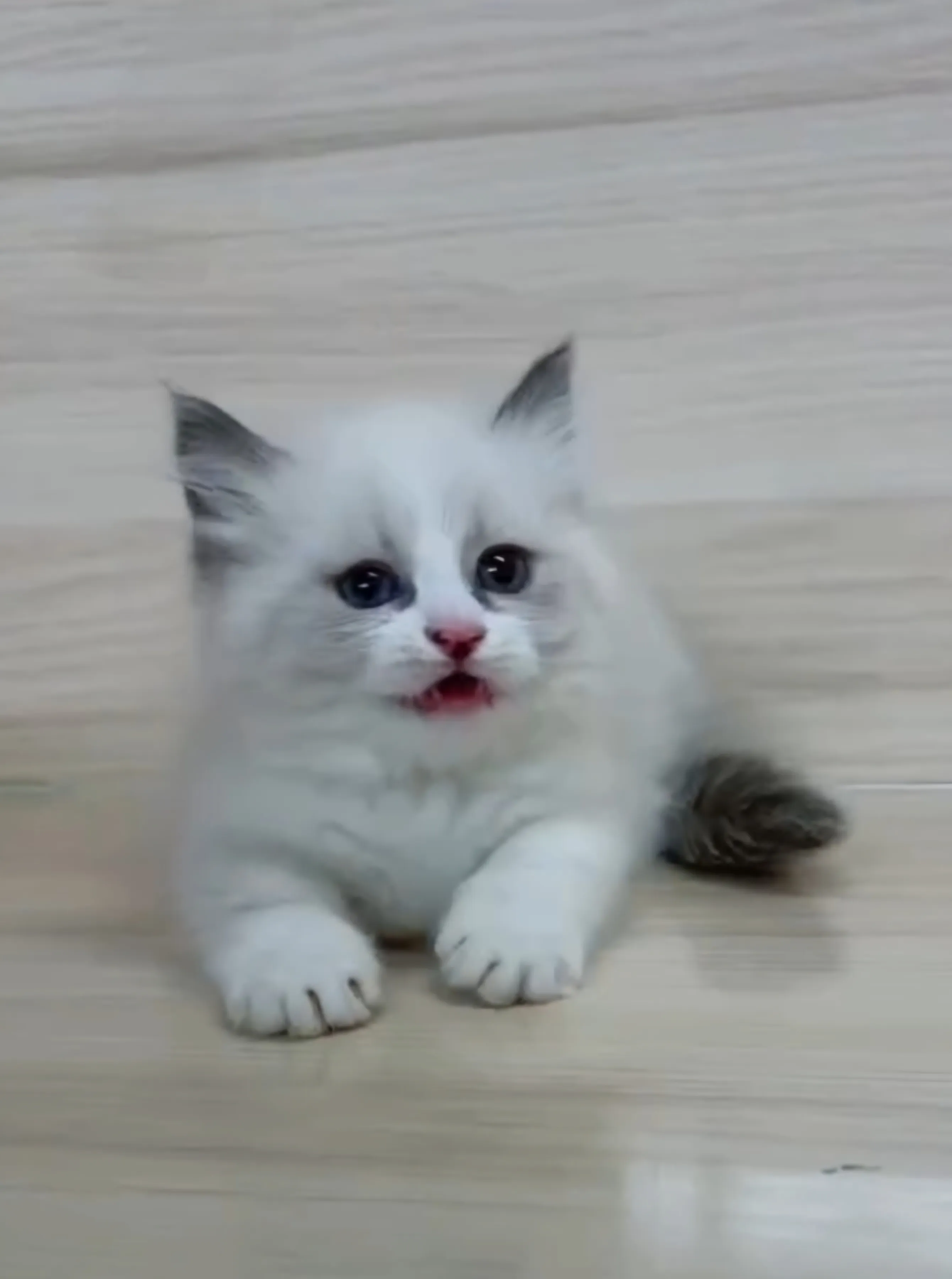 海雙布偶小布舞曲妹妹