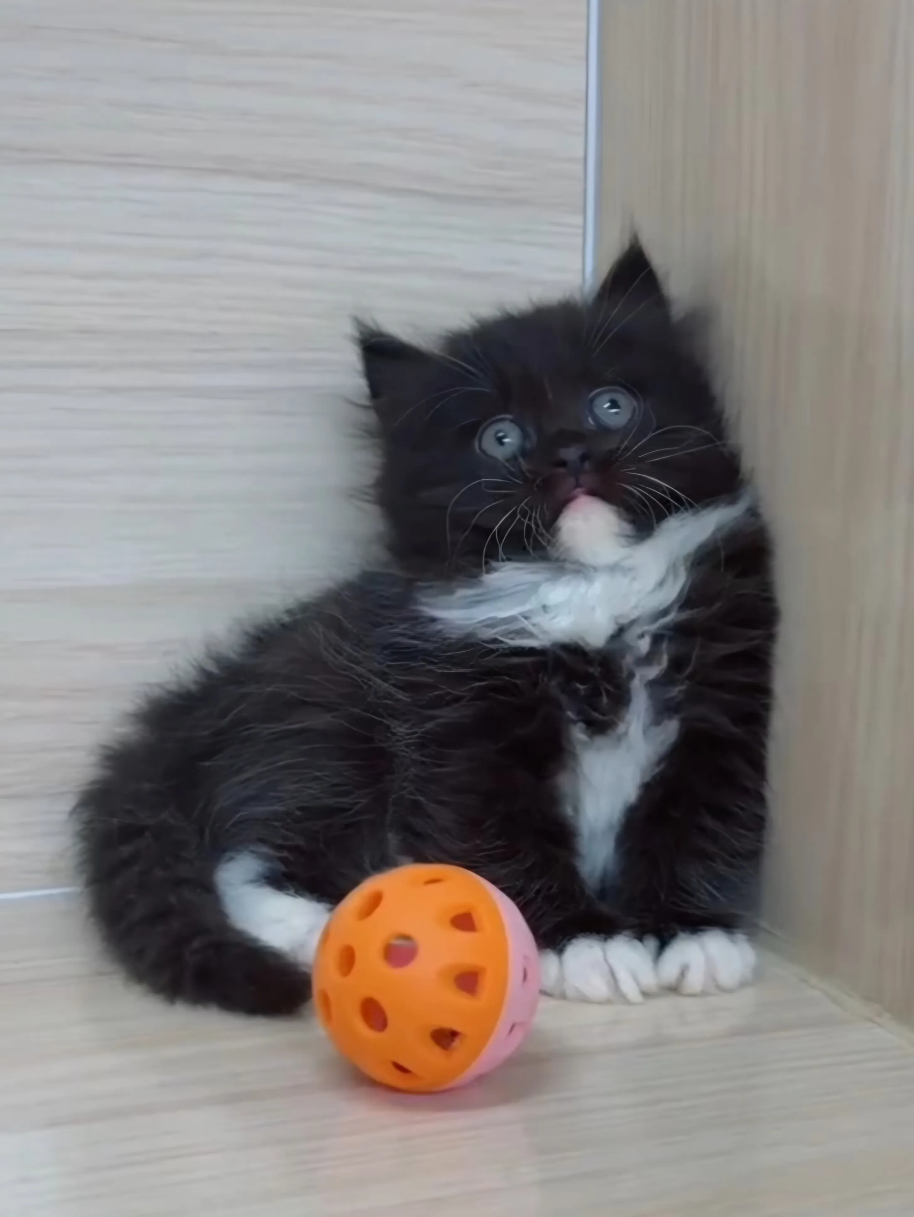 黑白英長妹妹 (已找到家人)