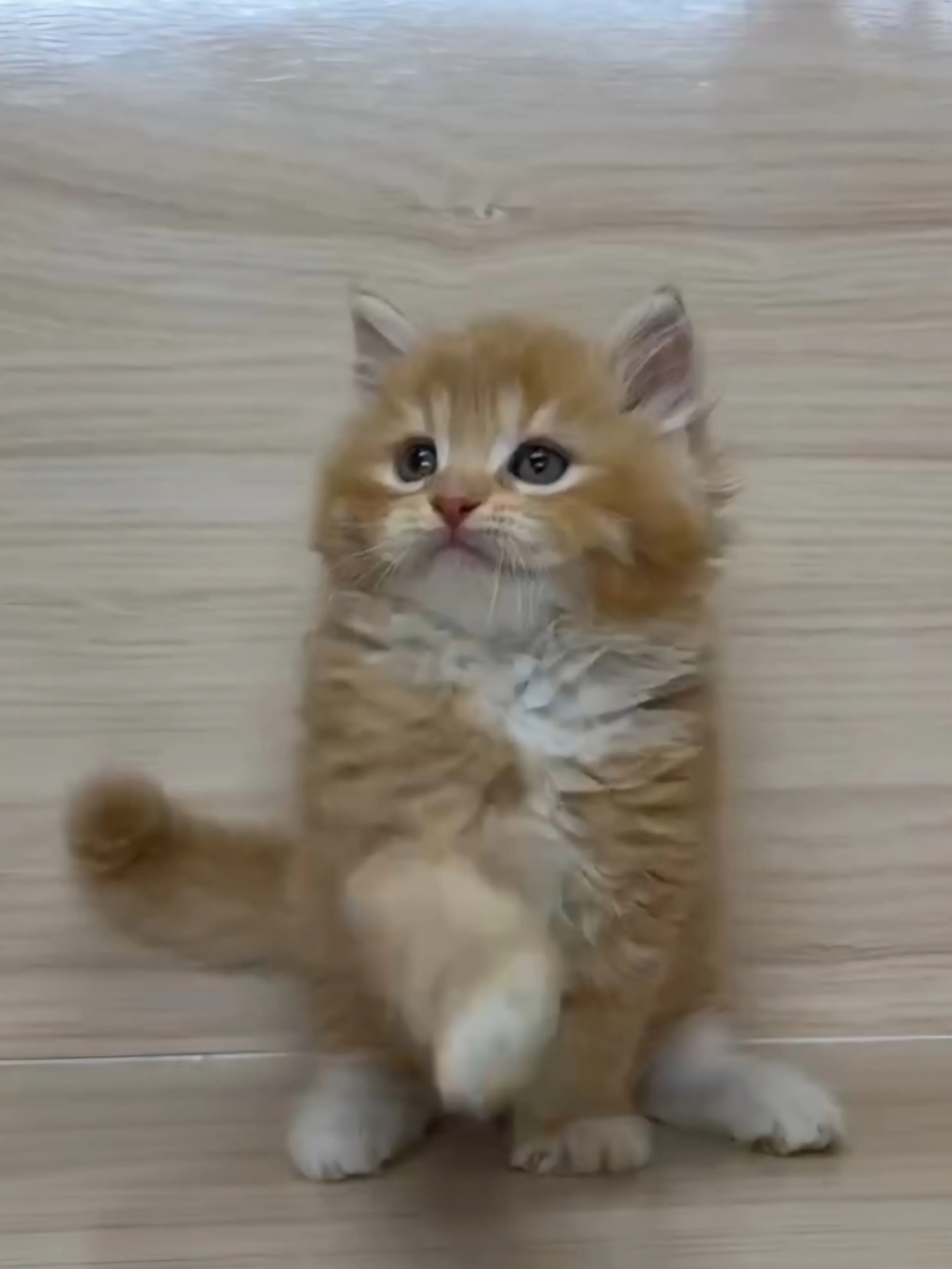 橘白英長弟弟 (已找到家人)