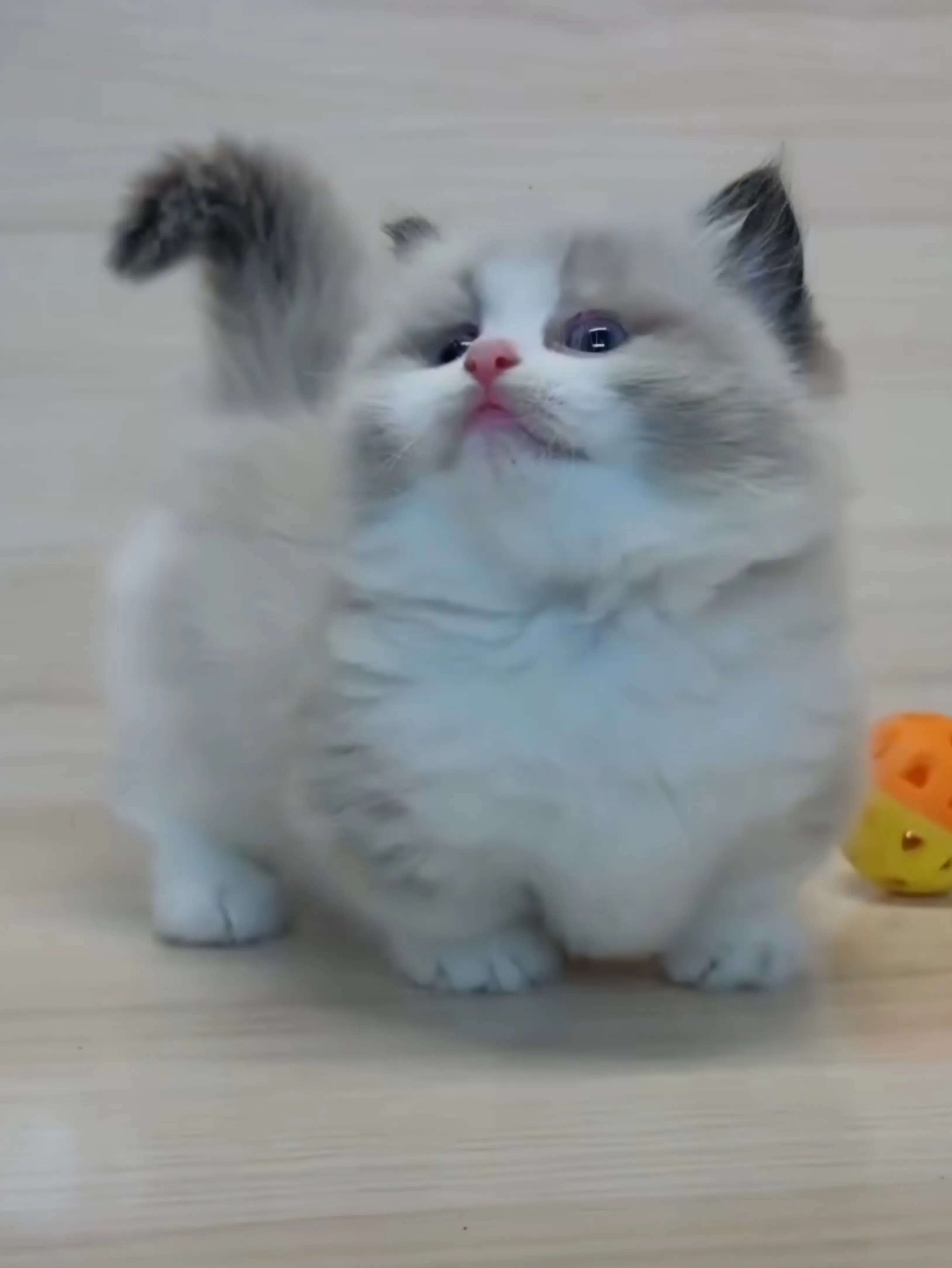 海雙布偶小布舞曲妹妹