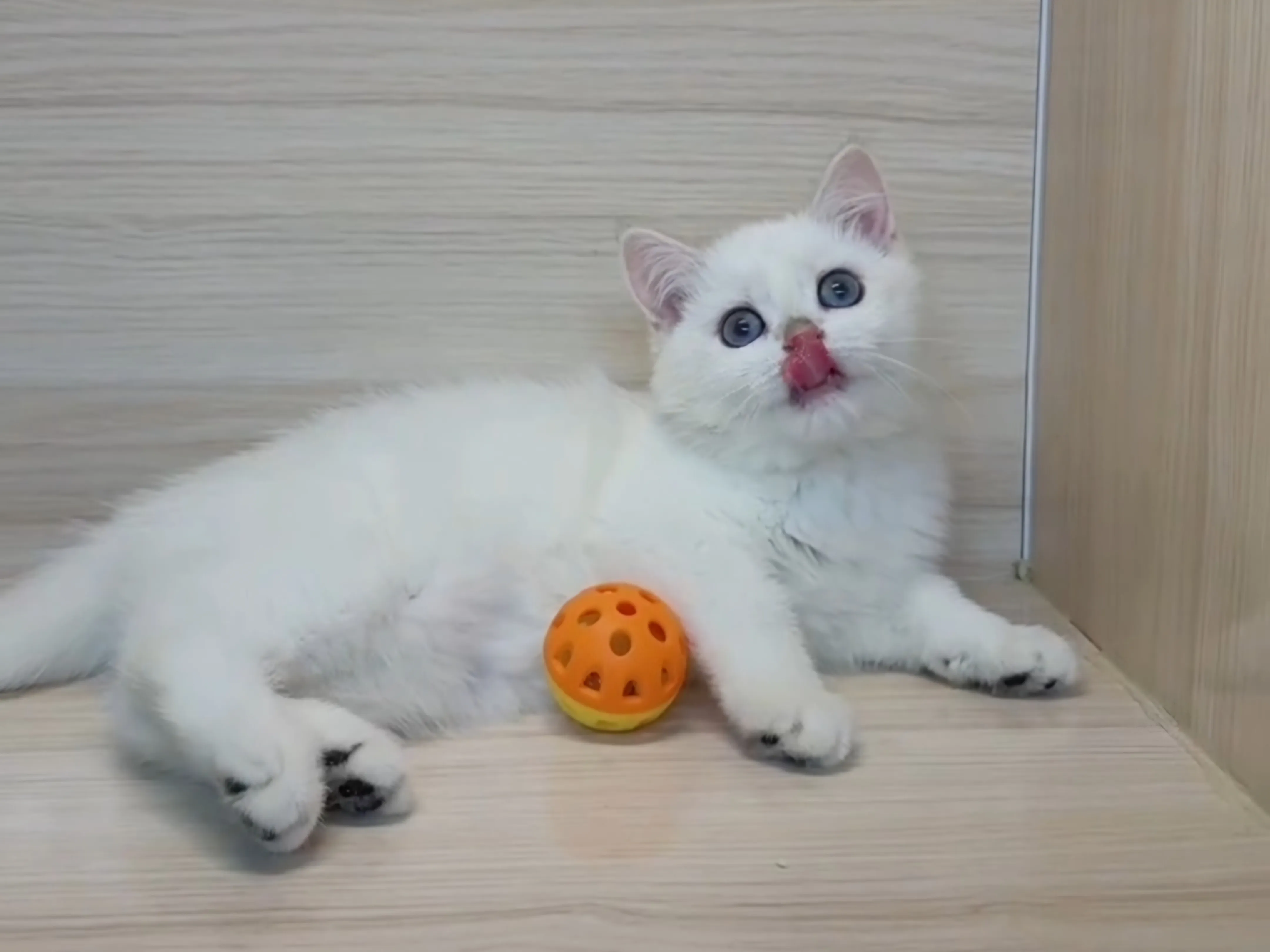 金點英短妹妹 (已找到家人)