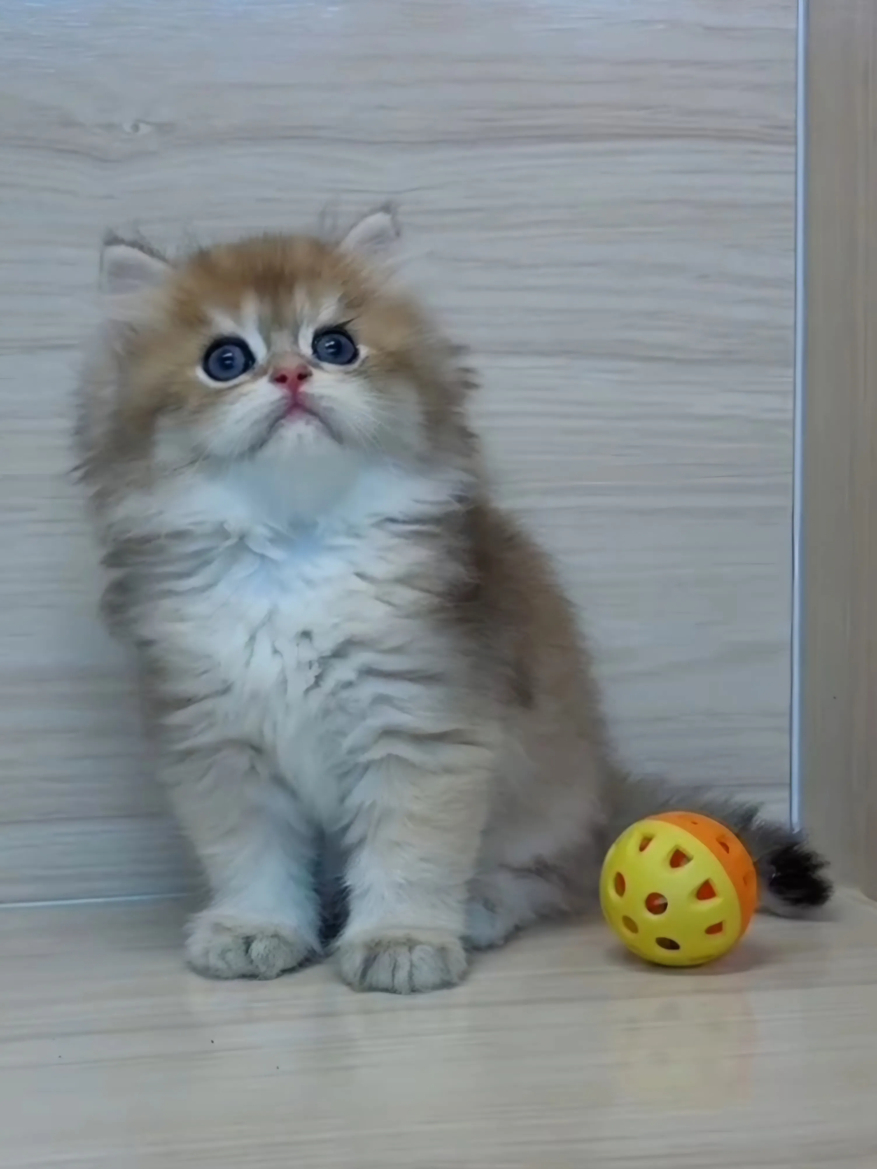 長毛金漸層弟弟 (已找到家人)