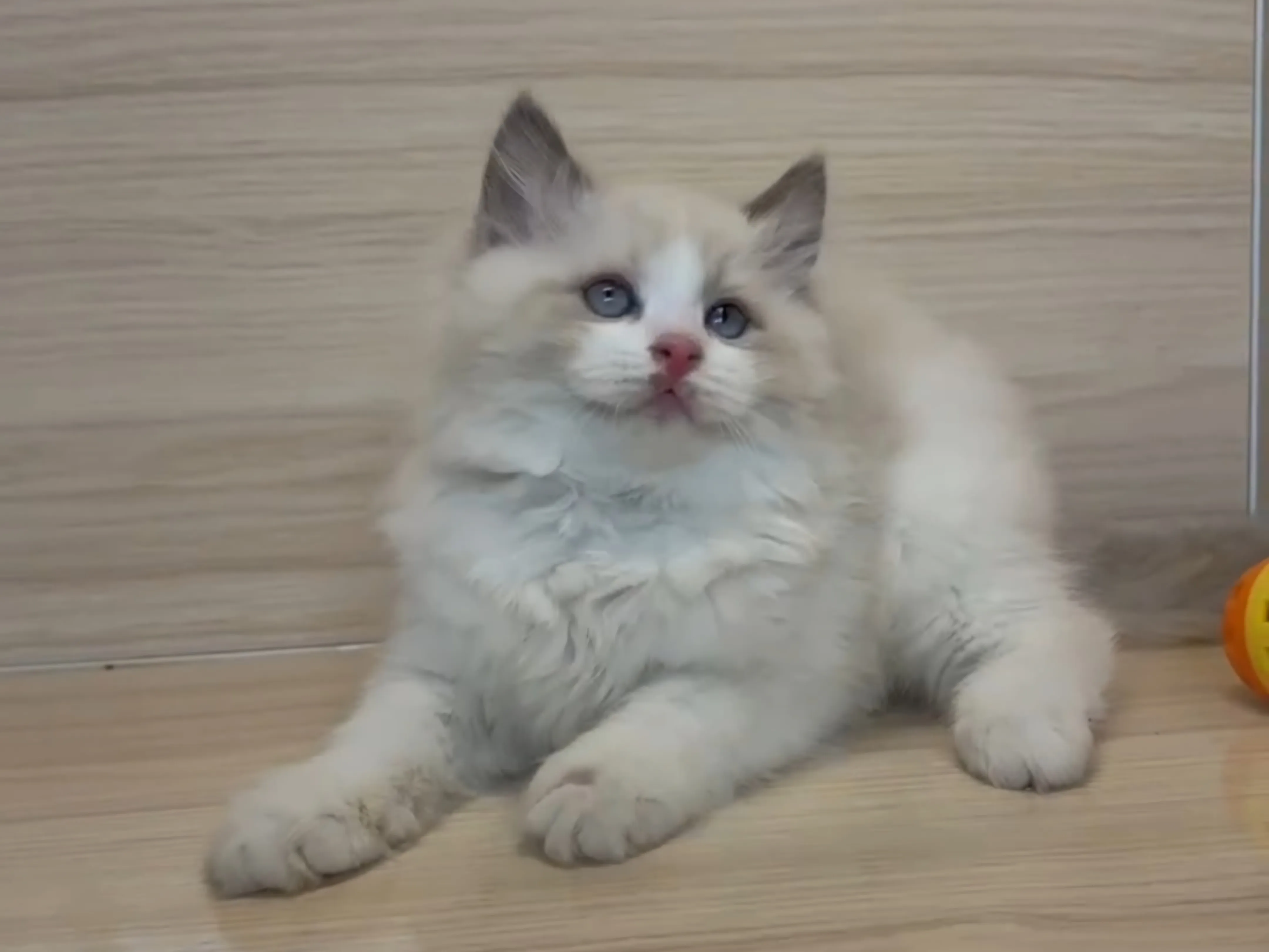 藍雙布偶弟弟 (已找到家人)