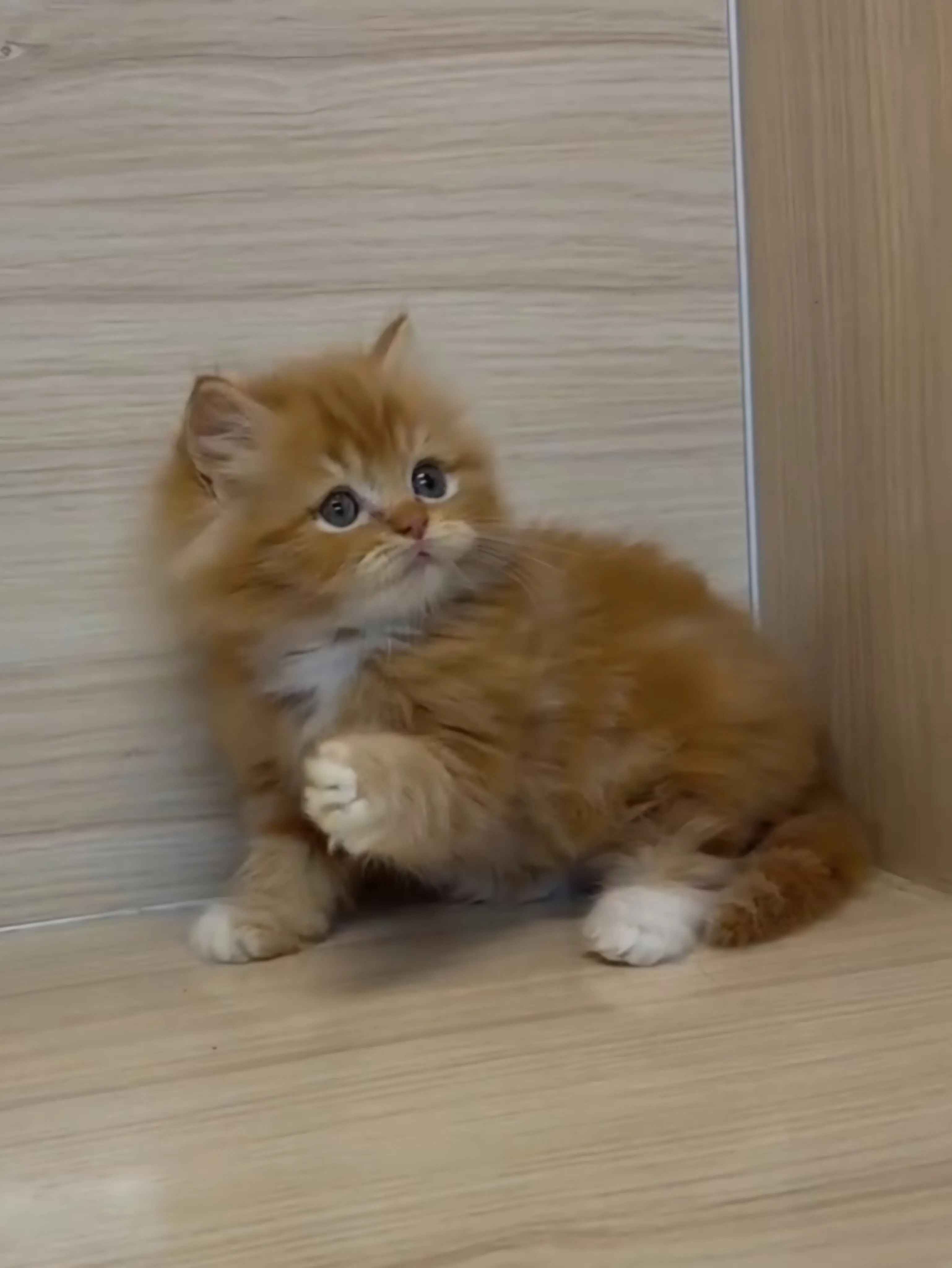 橘白英長弟弟 (已找到家人)