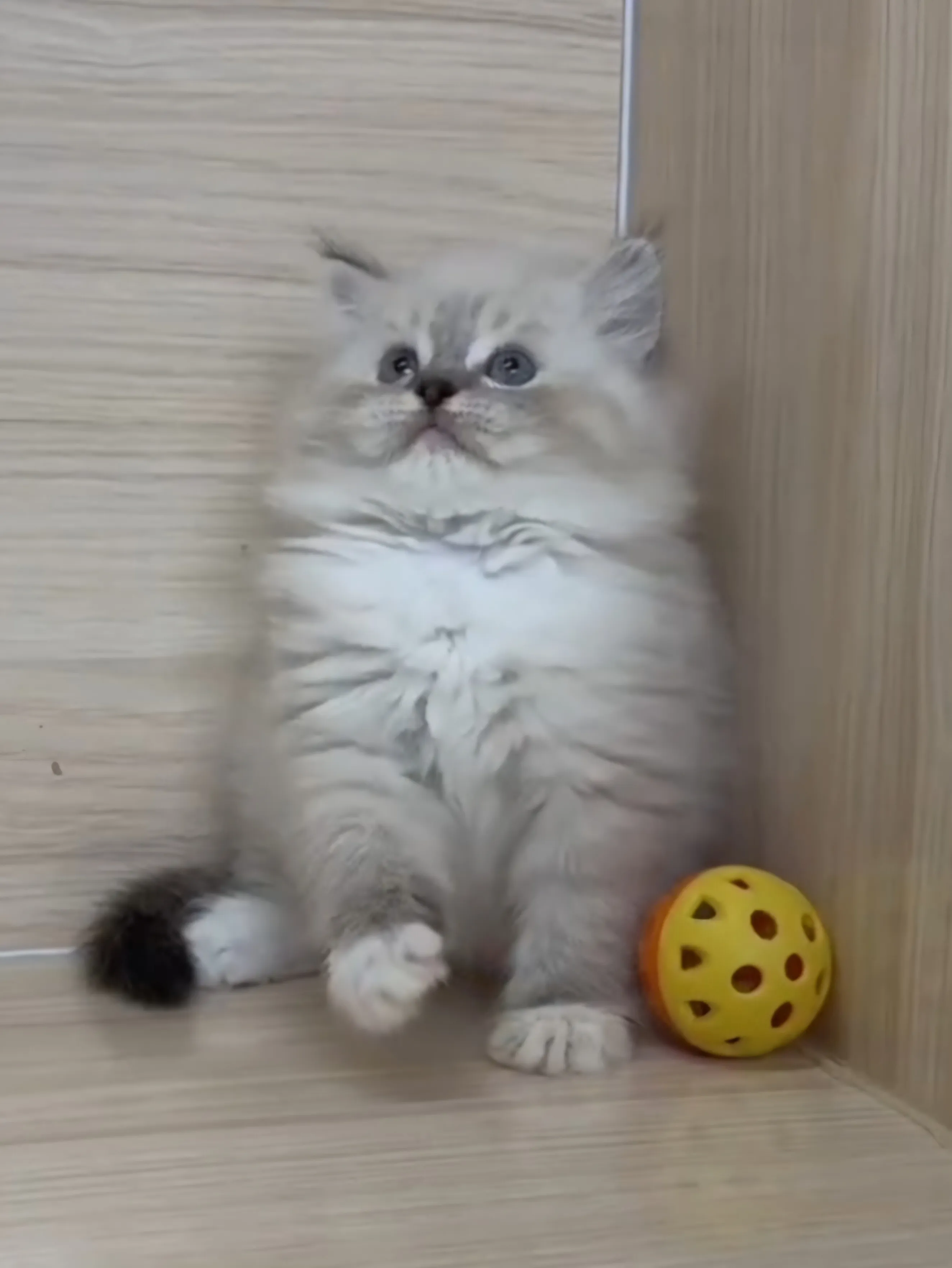 山貓紋英長弟弟