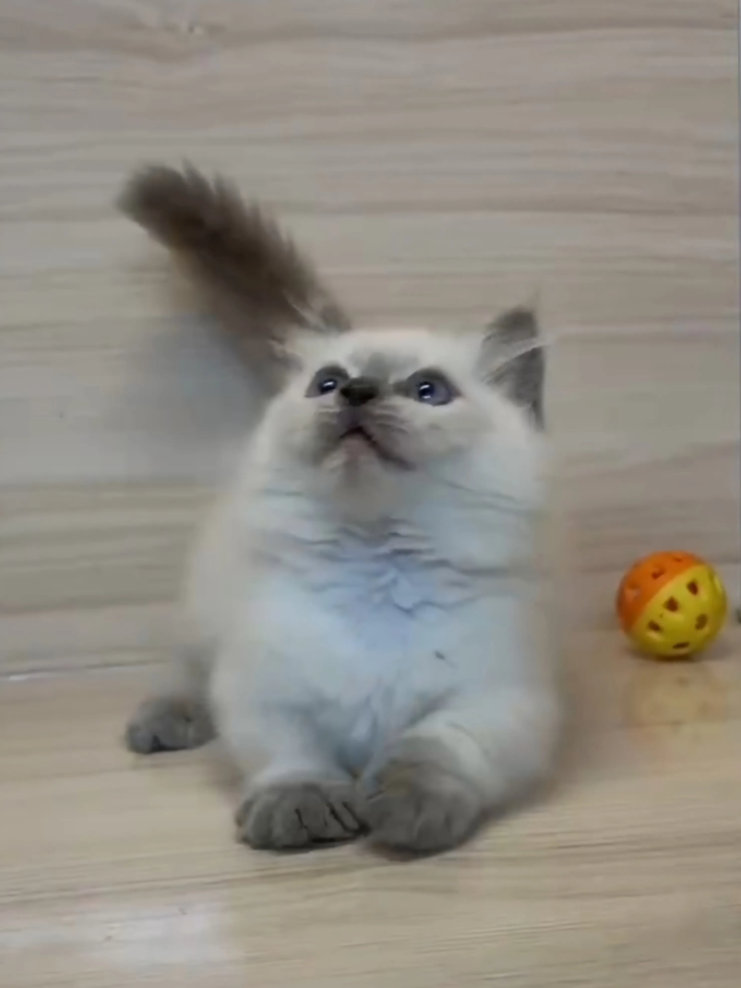 藍重點小部舞曲妹妹