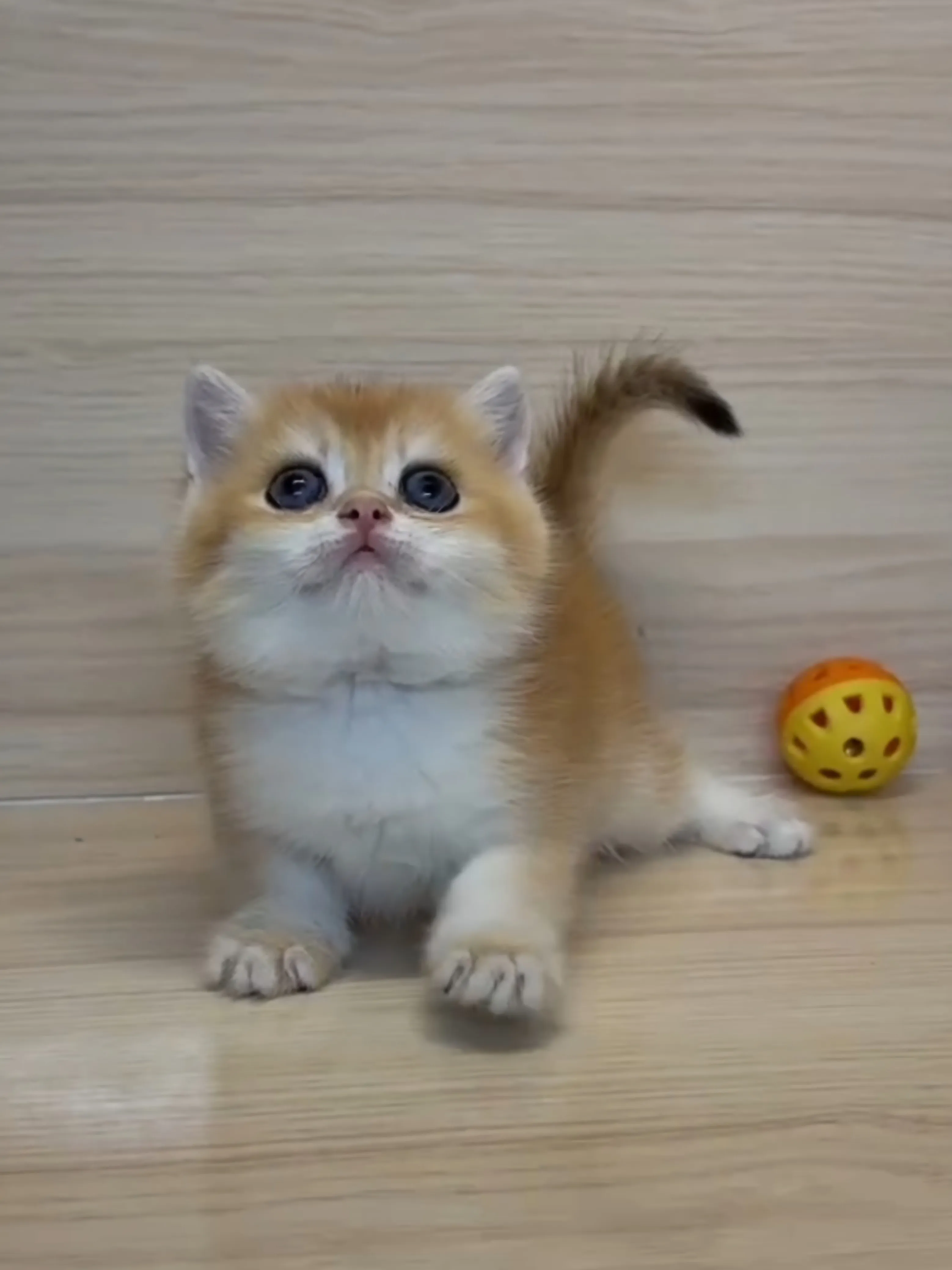 金漸層妹妹 (已找到家人)