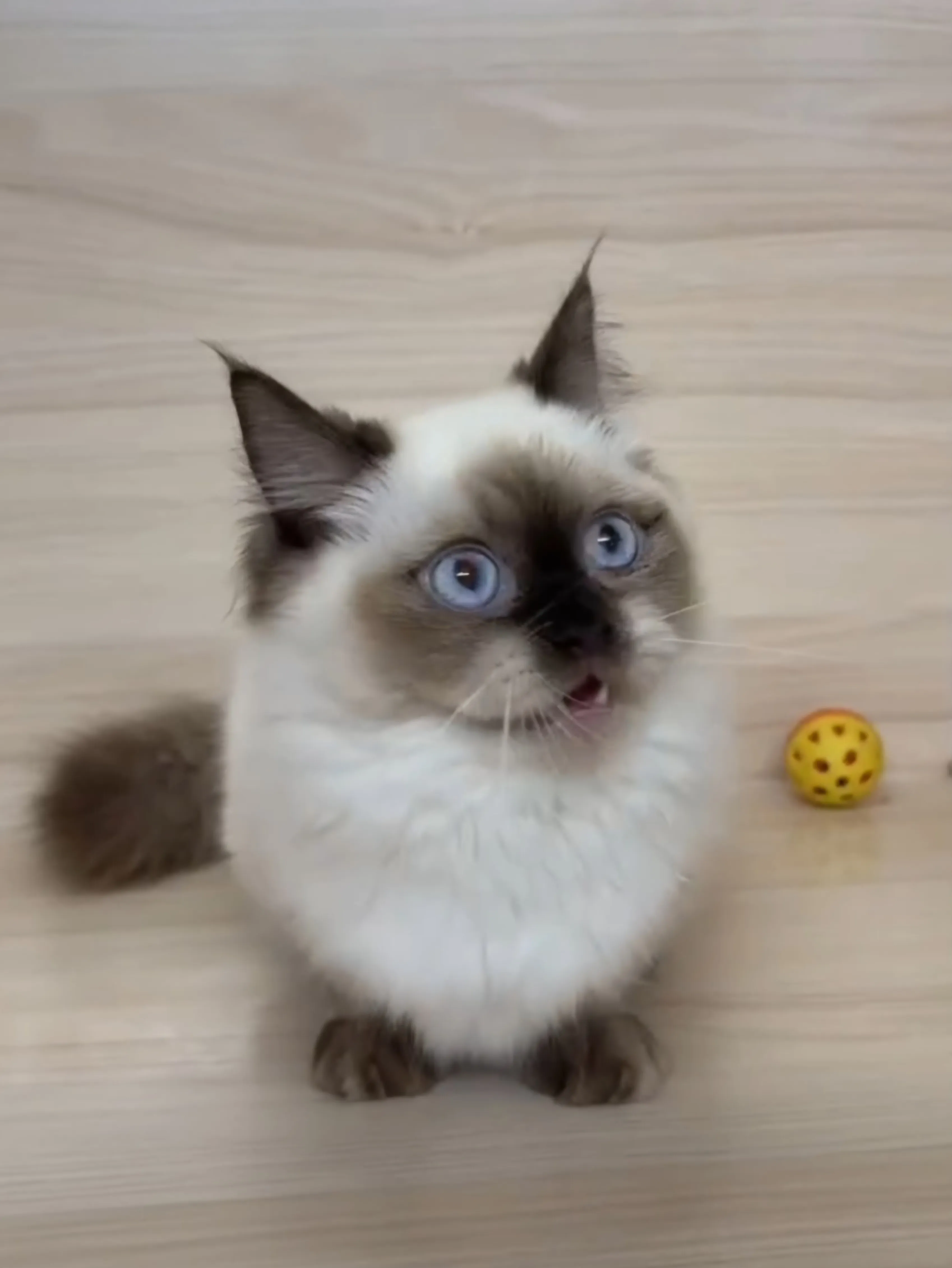 海豹重點小步舞曲妹妹