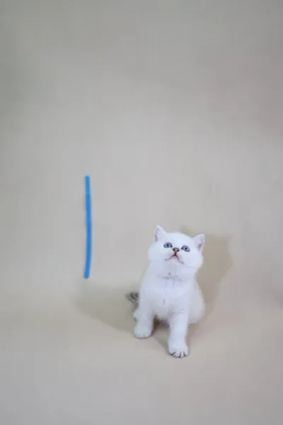 英短
