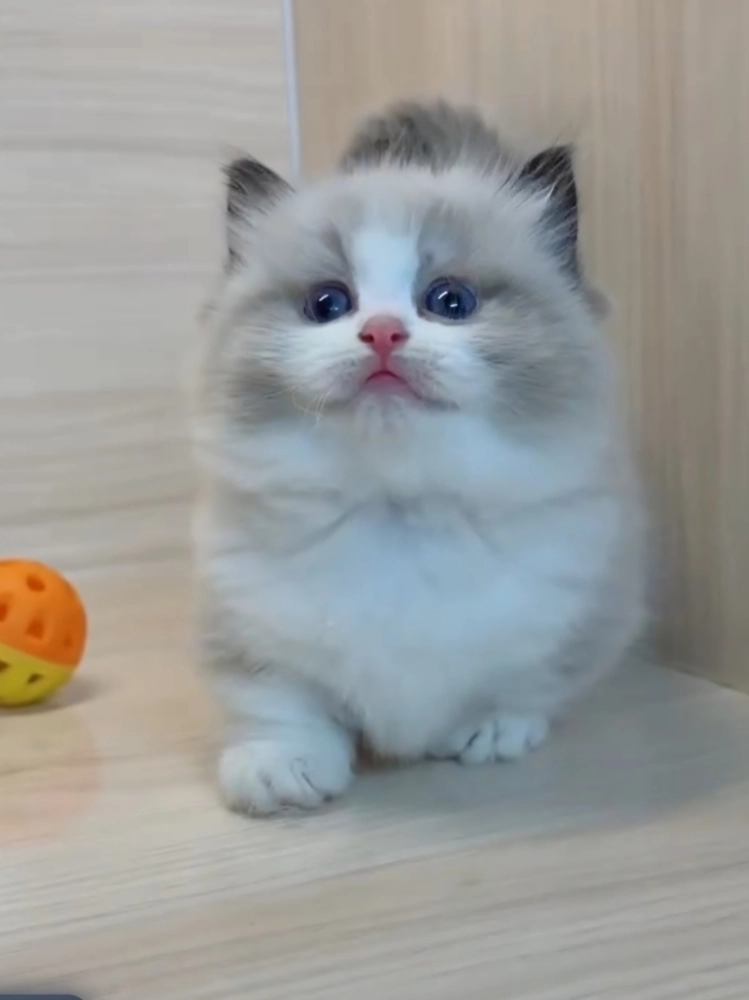 海雙布偶小布舞曲妹妹