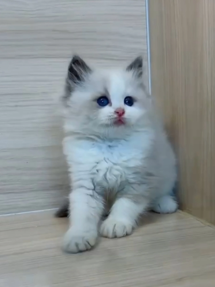 藍雙布偶妹妹 (已找到家人)