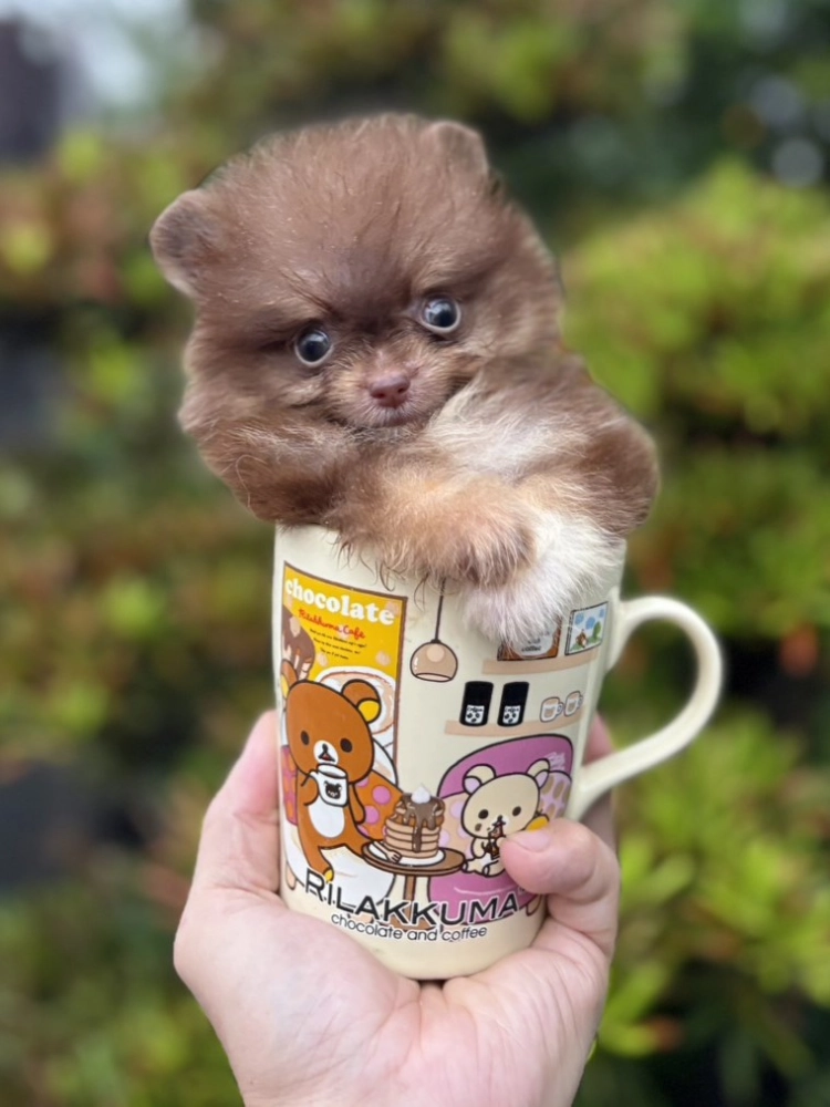 巧花奶博美弟弟 (已找到家人)