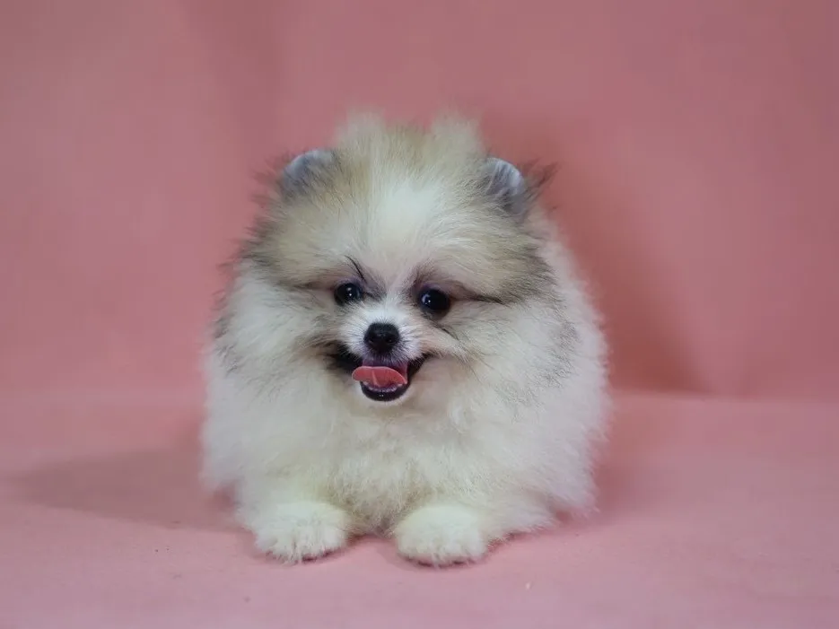 黃白花博美妹妹