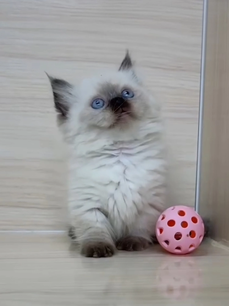 重點布偶小部舞曲妹妹