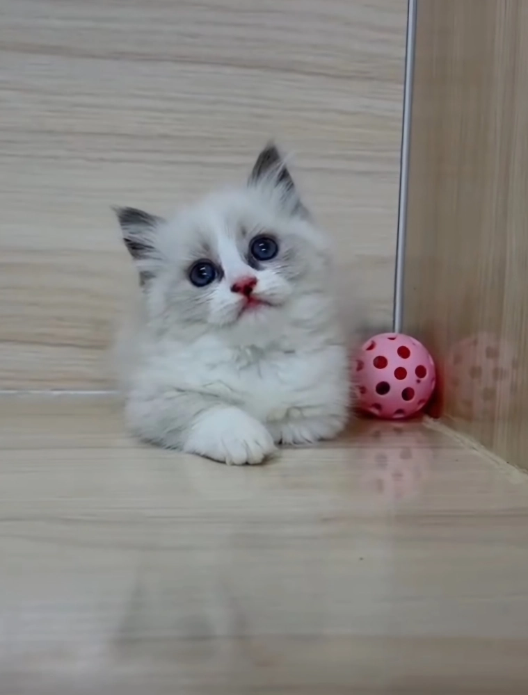 海雙布偶小布舞曲妹妹