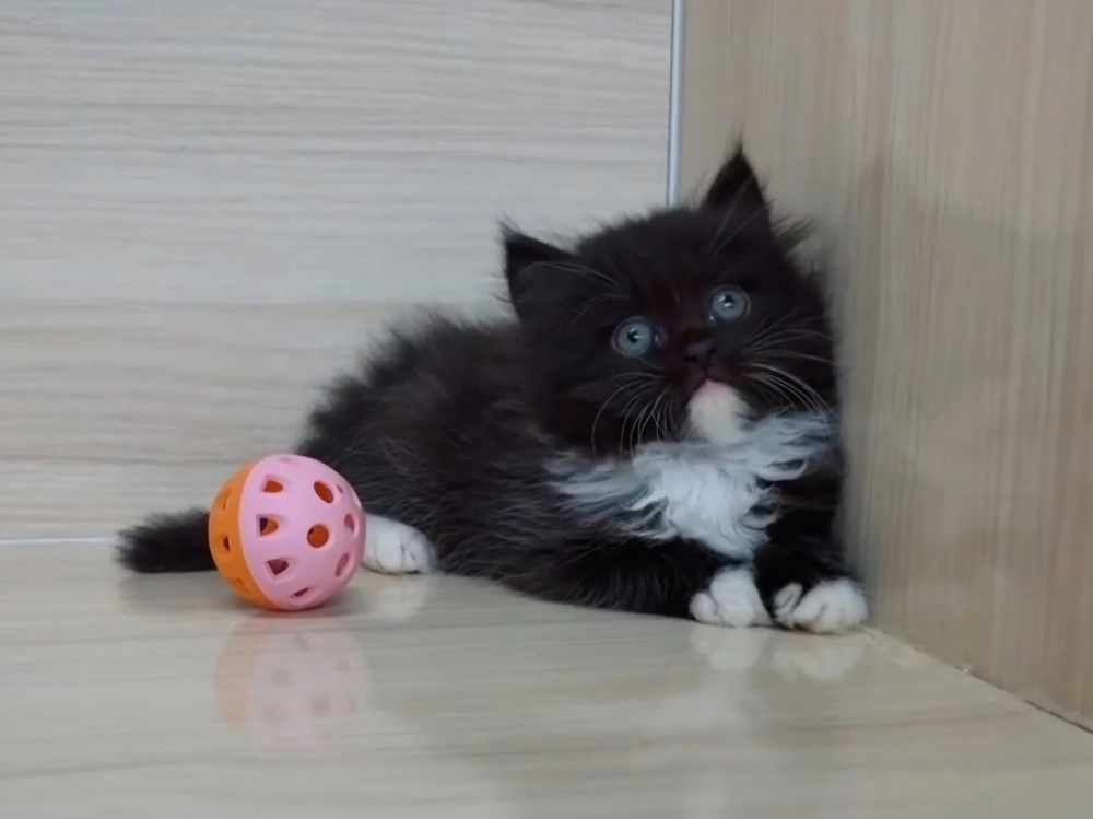 黑白英長妹妹 (已找