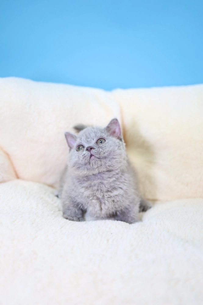 塞爾凱克卷毛短腳弟弟