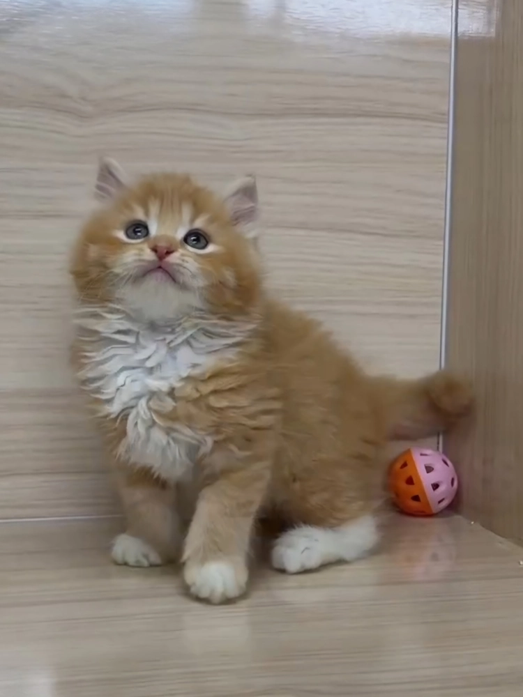 橘白英長弟弟 (已找