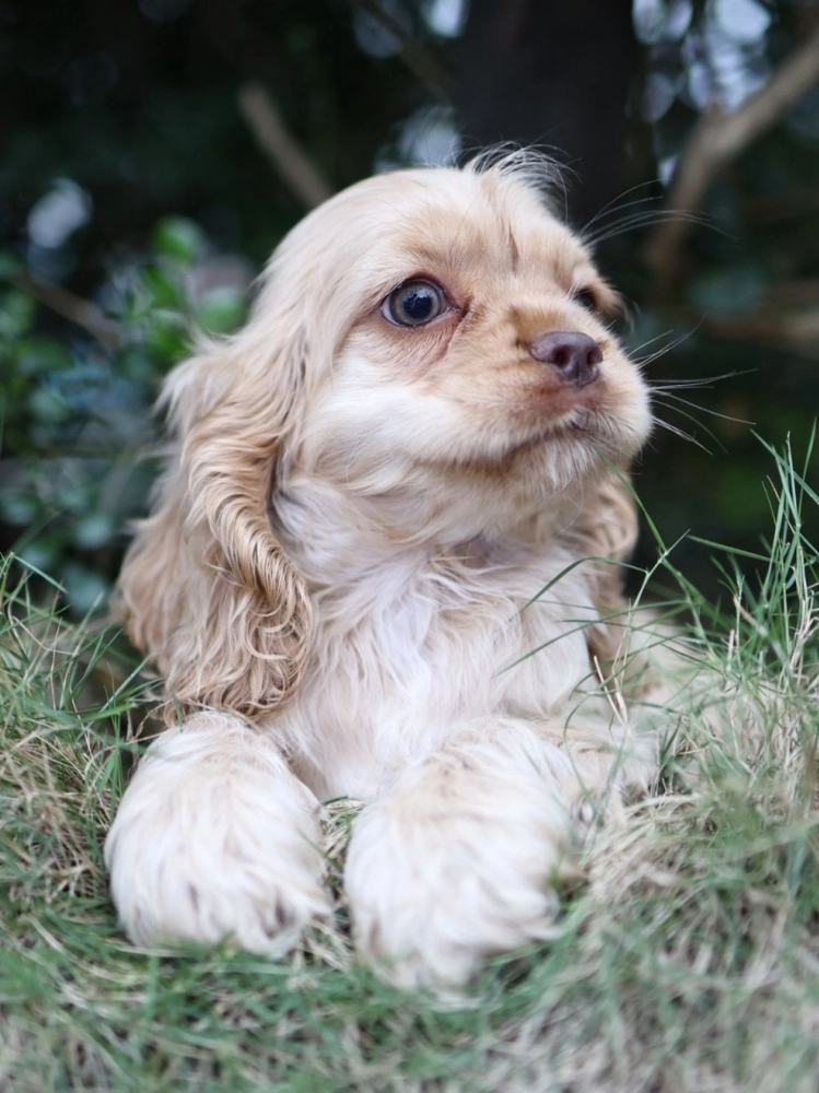 奶油美系可卡妹妹