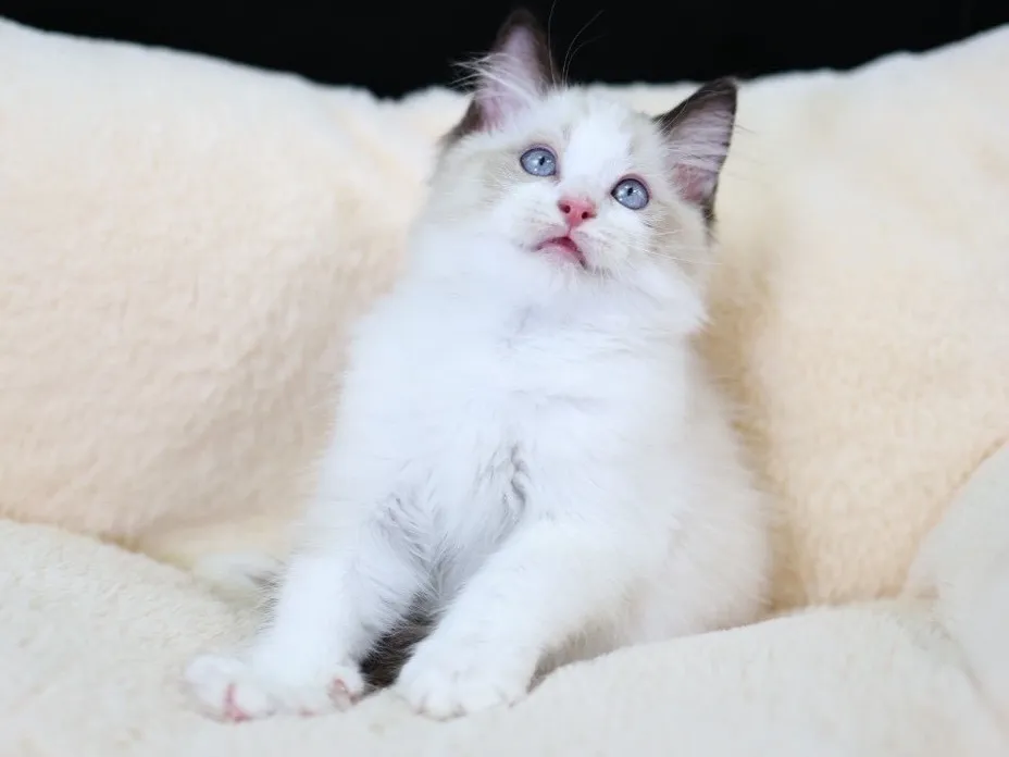 海雙布偶弟弟 (已找到家人)