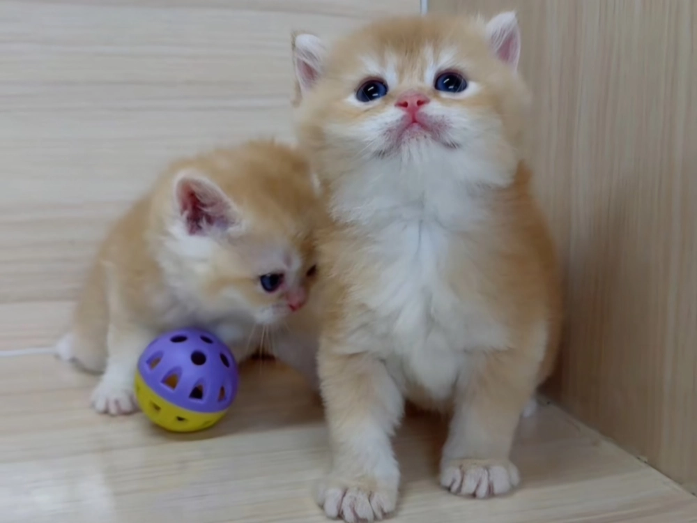 紅金英短弟弟 (已找到家人)