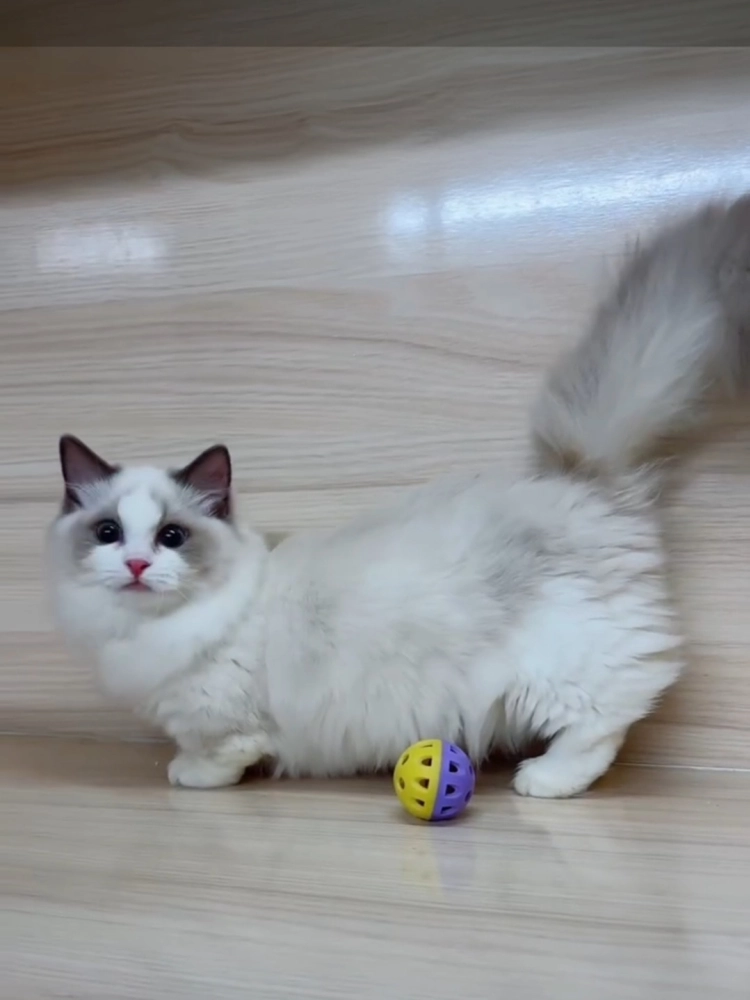 布偶藍雙短腳妹妹