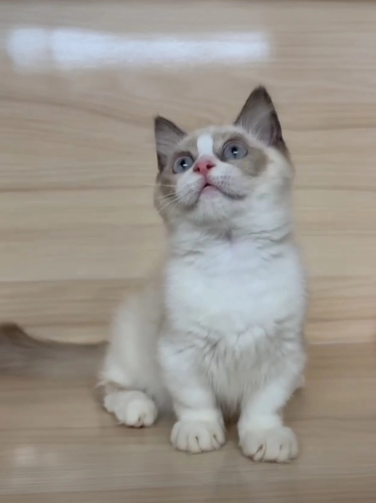 海雙布偶小布舞曲妹妹