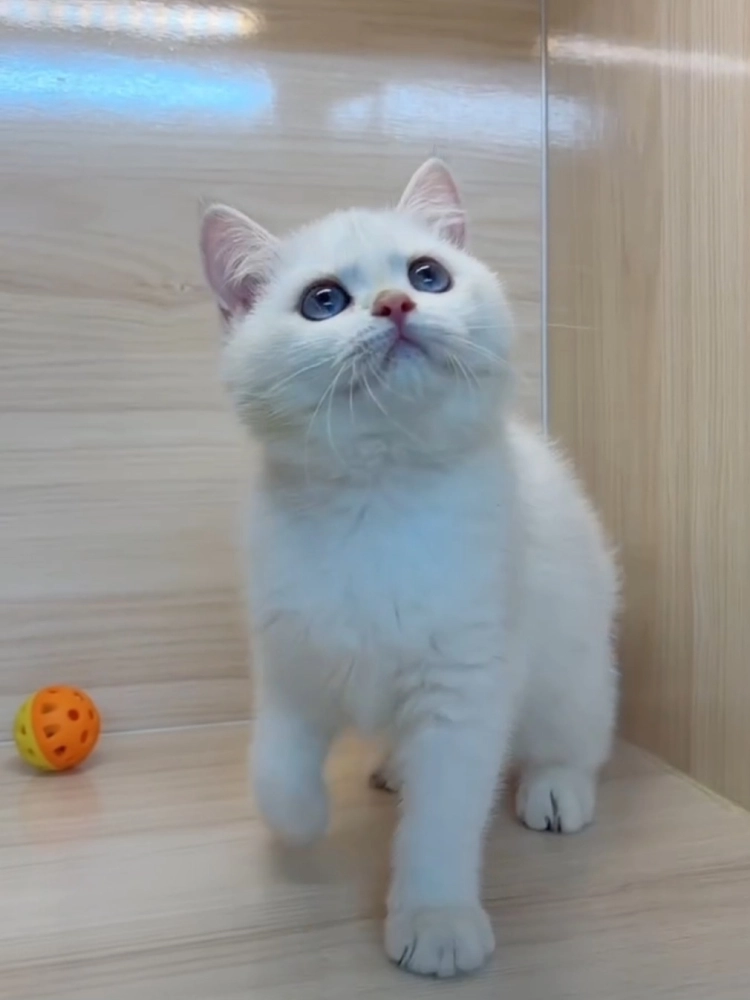 金點英短妹妹 (已找