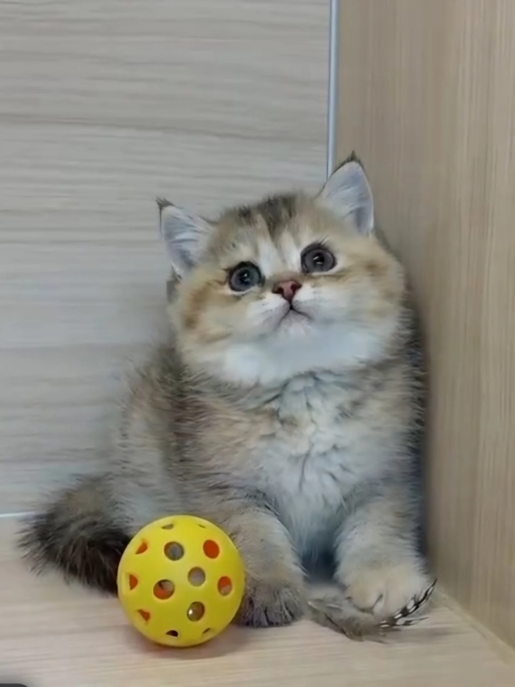 黑金漸層妹妹 (已找