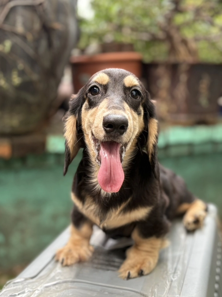 黑奶油長毛臘腸弟弟