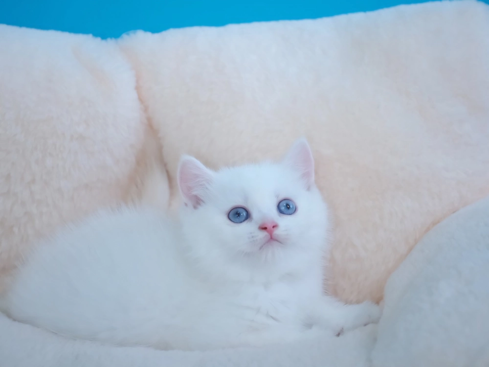 紅重點英短弟弟