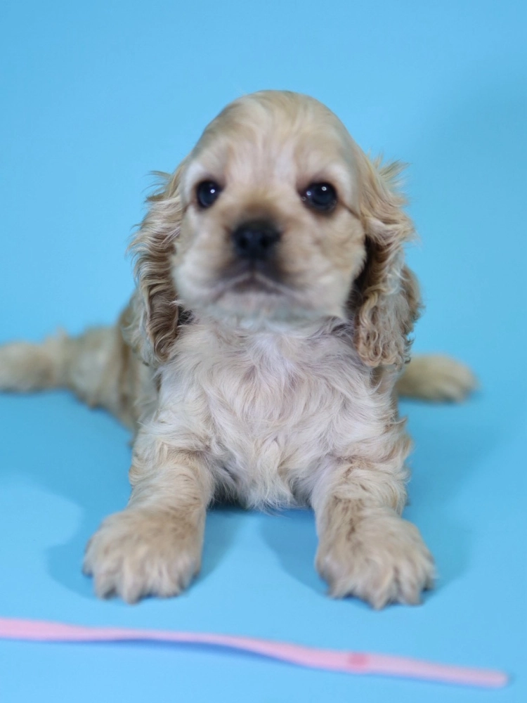 奶油美系可卡妹妹