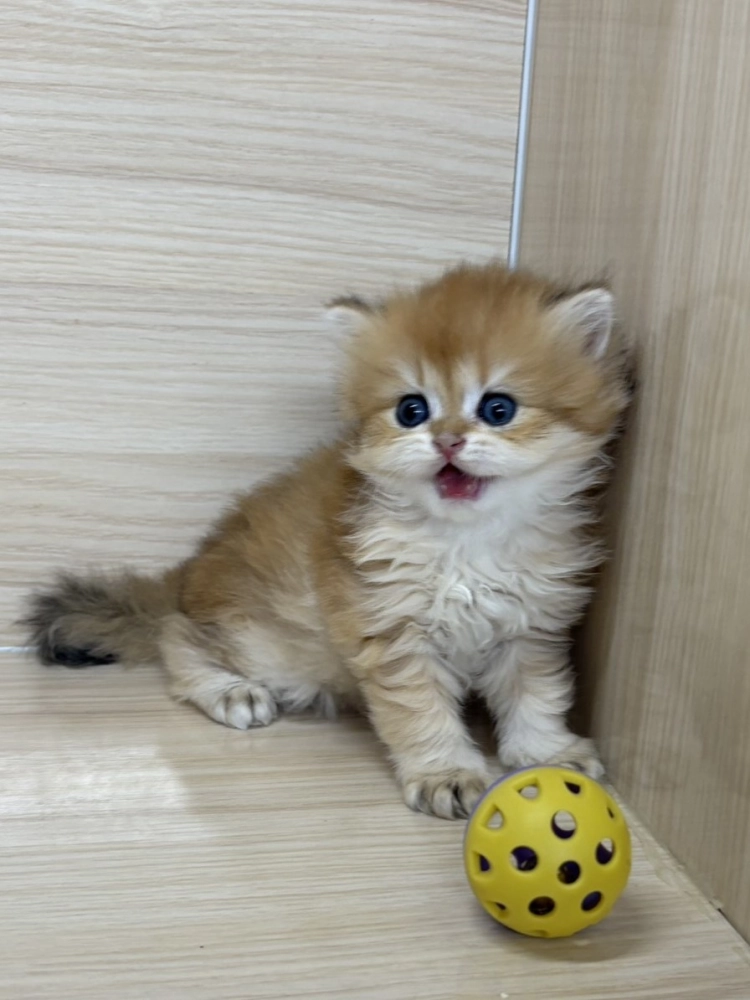 長毛金漸層弟弟 (已找到家人)