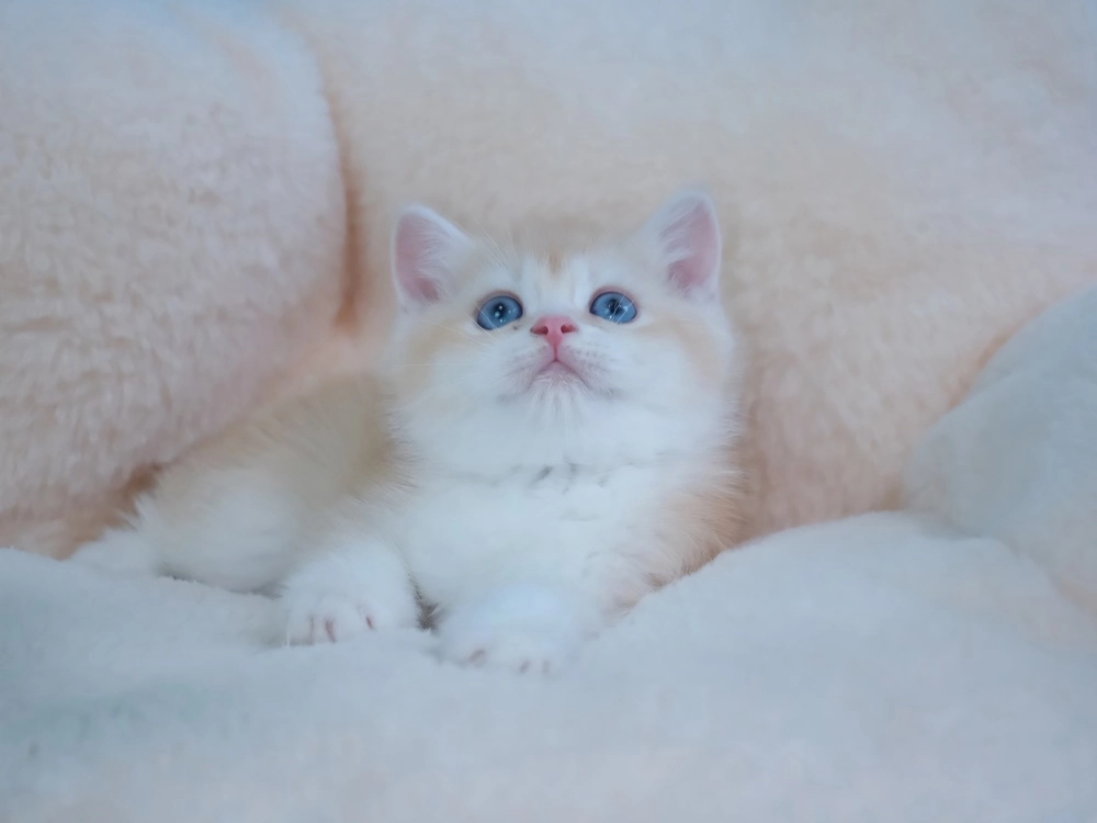 奶茶金英短弟弟