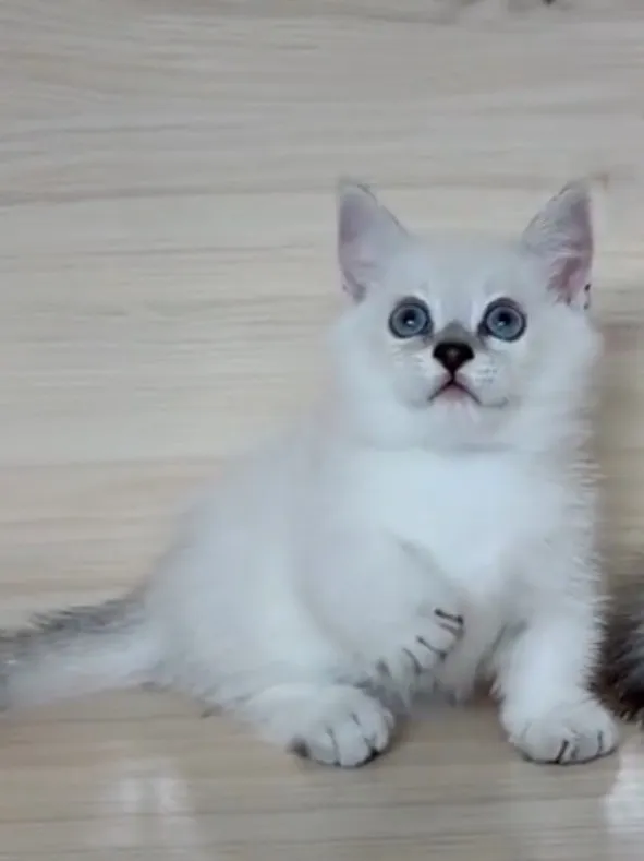 曼赤肯重點弟弟