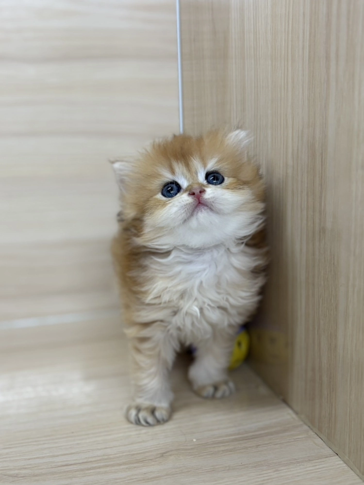 長毛金漸層弟弟 