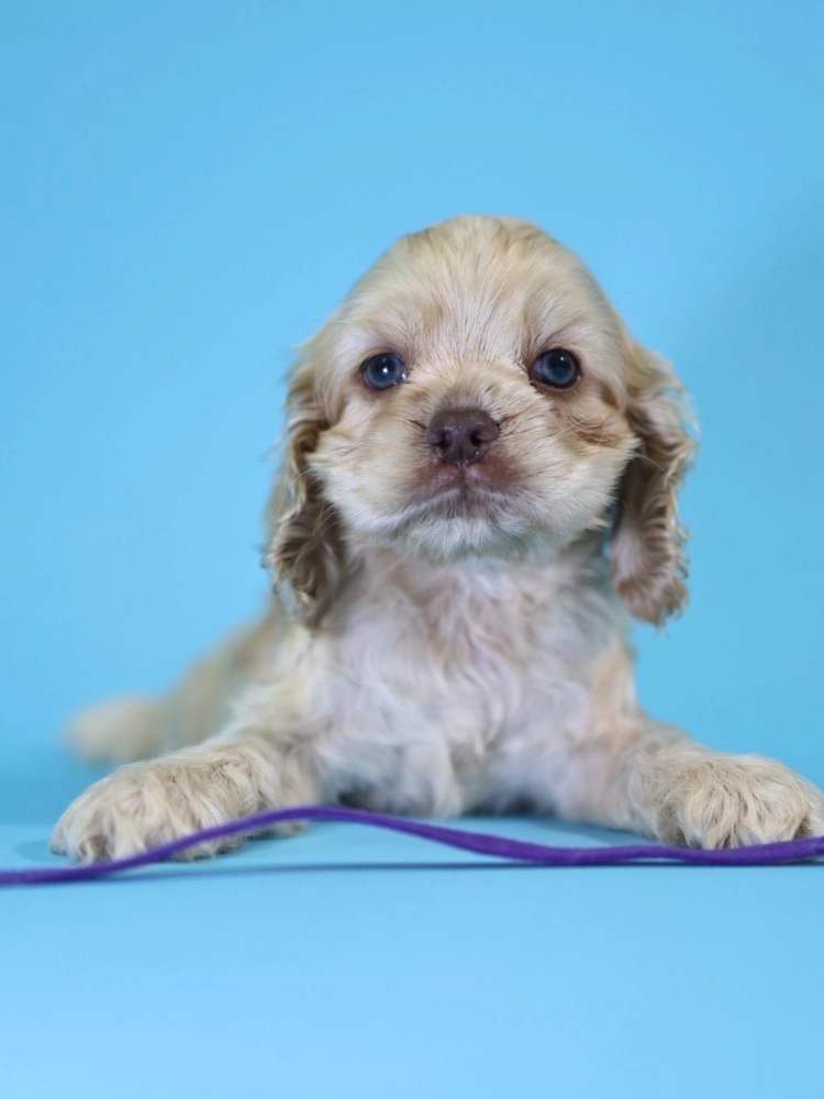 奶油美系可卡妹妹