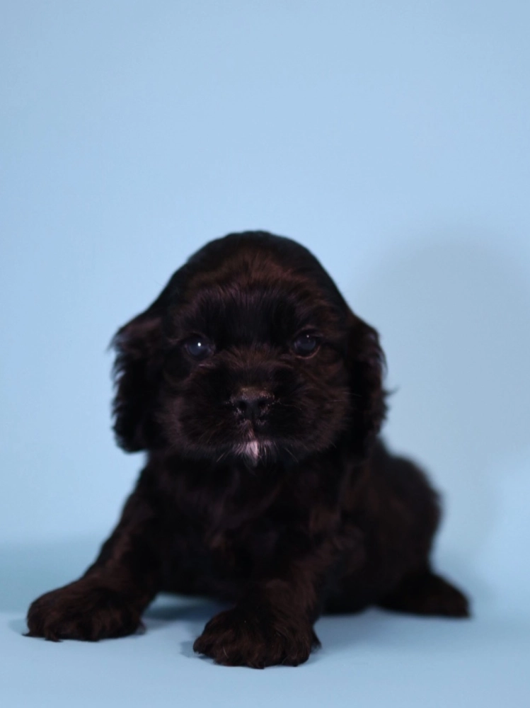 黑美系可卡妹妹