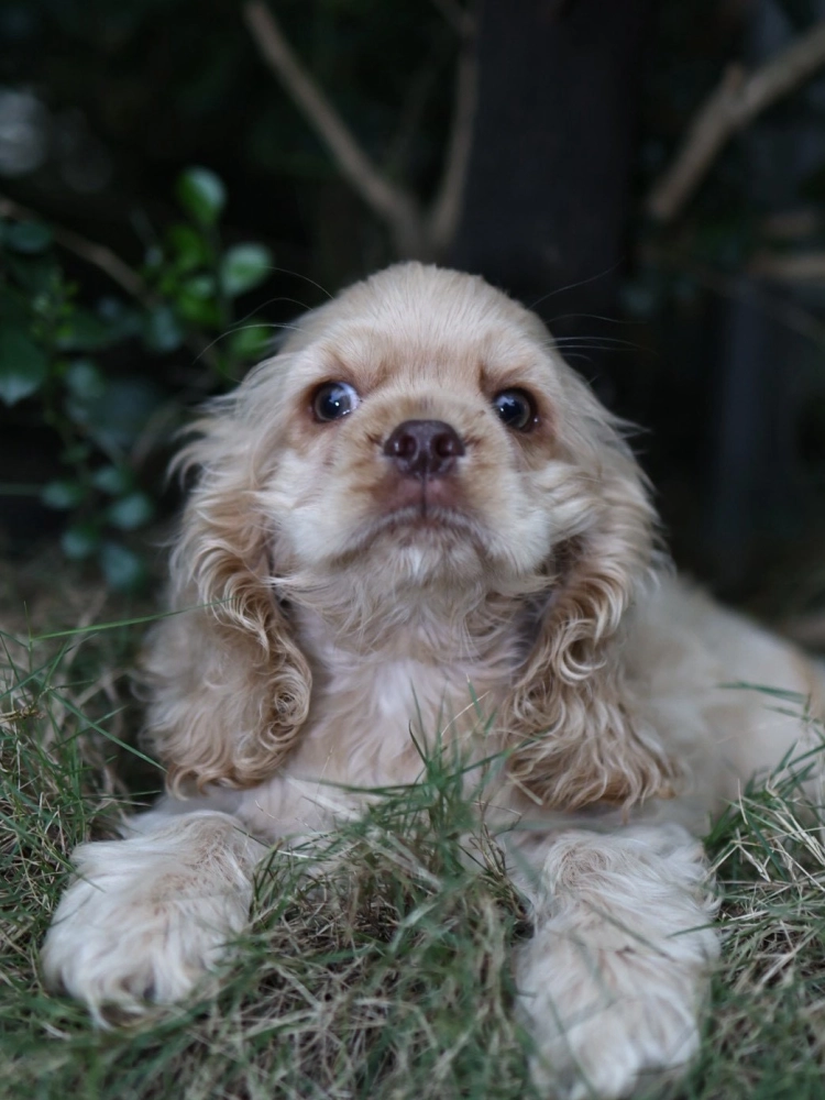 奶油美系可卡妹妹